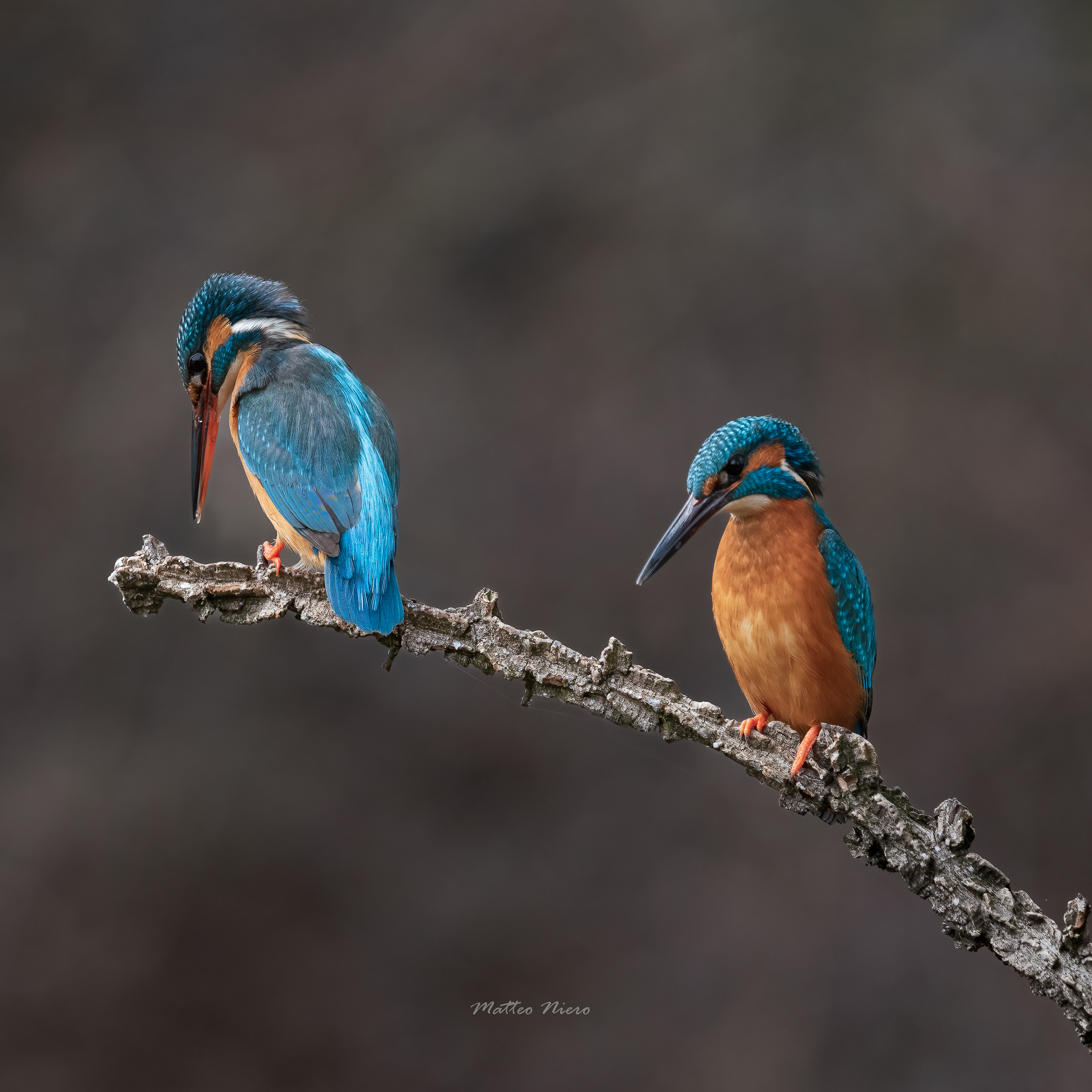 PAIR OF MARTINI
