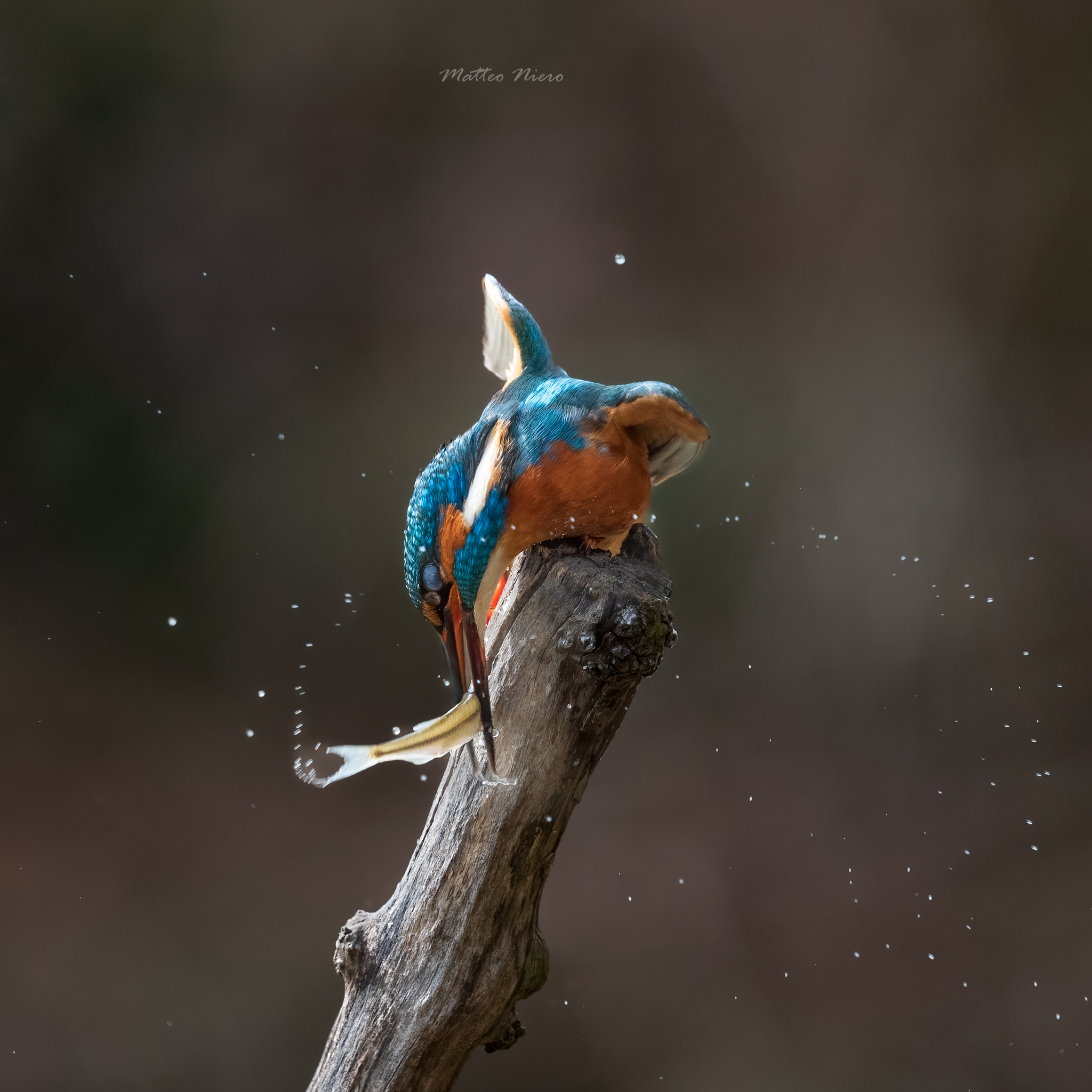 THE CAPTURE