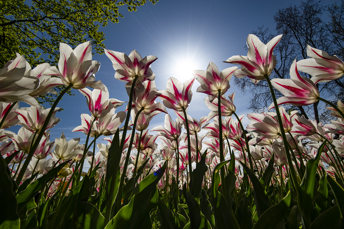 Tulips-Sigurta Park