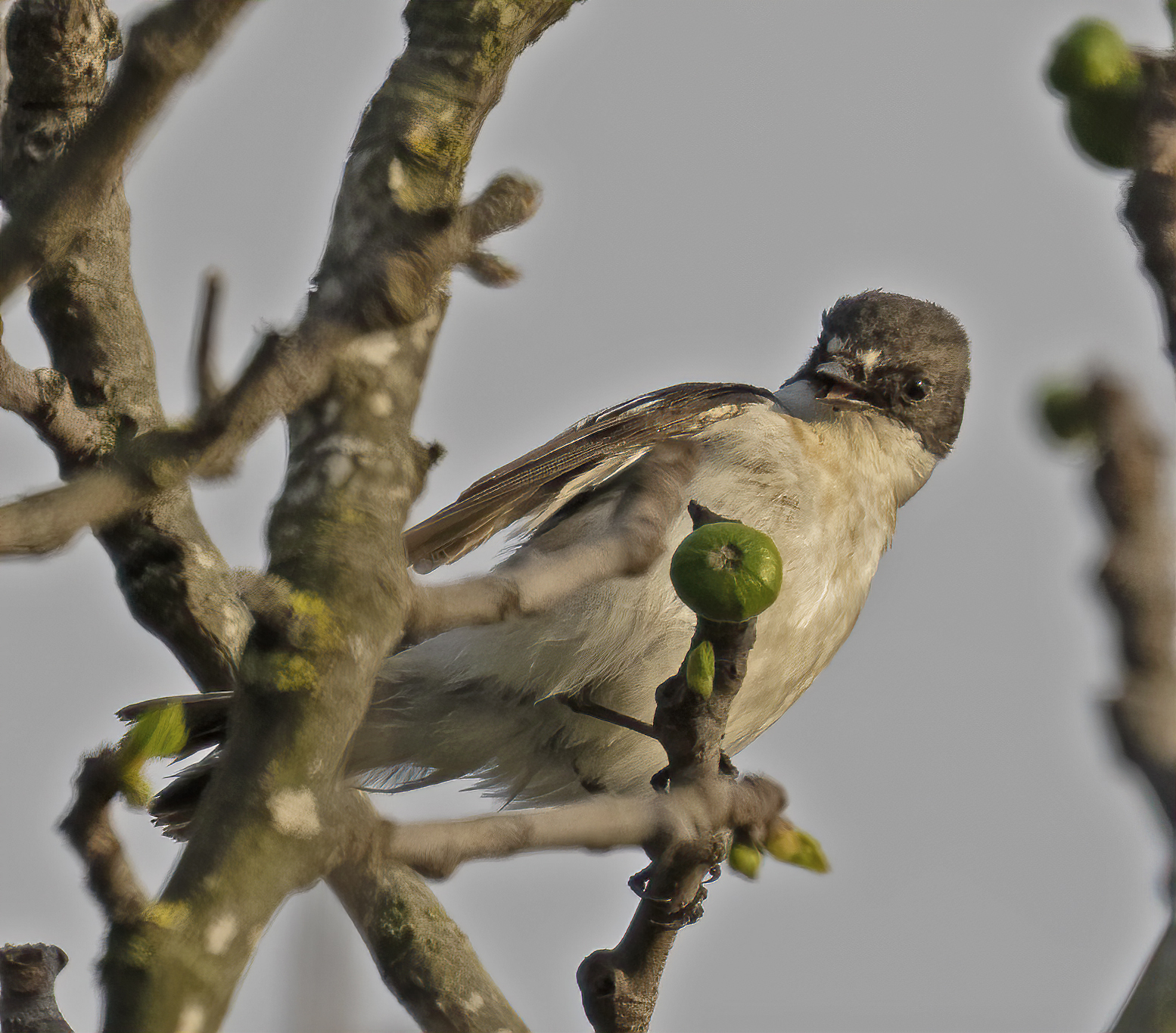 a uncommon specie Balia nera