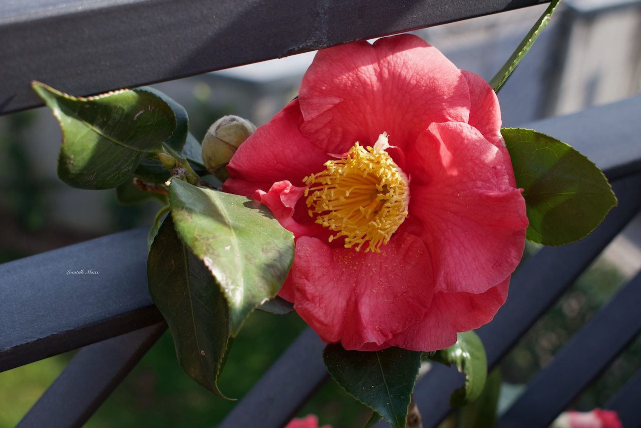 Camelia