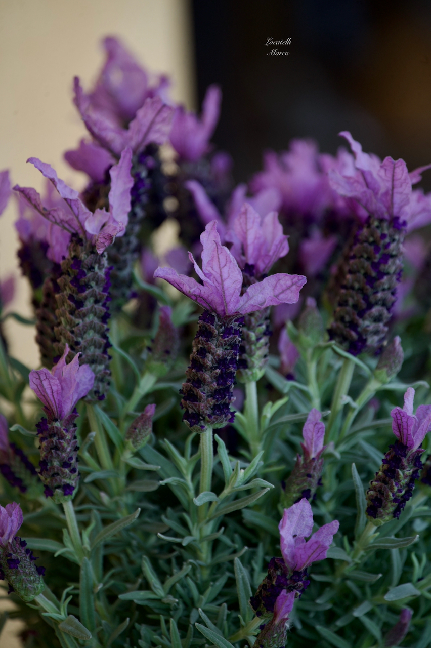Lavanda