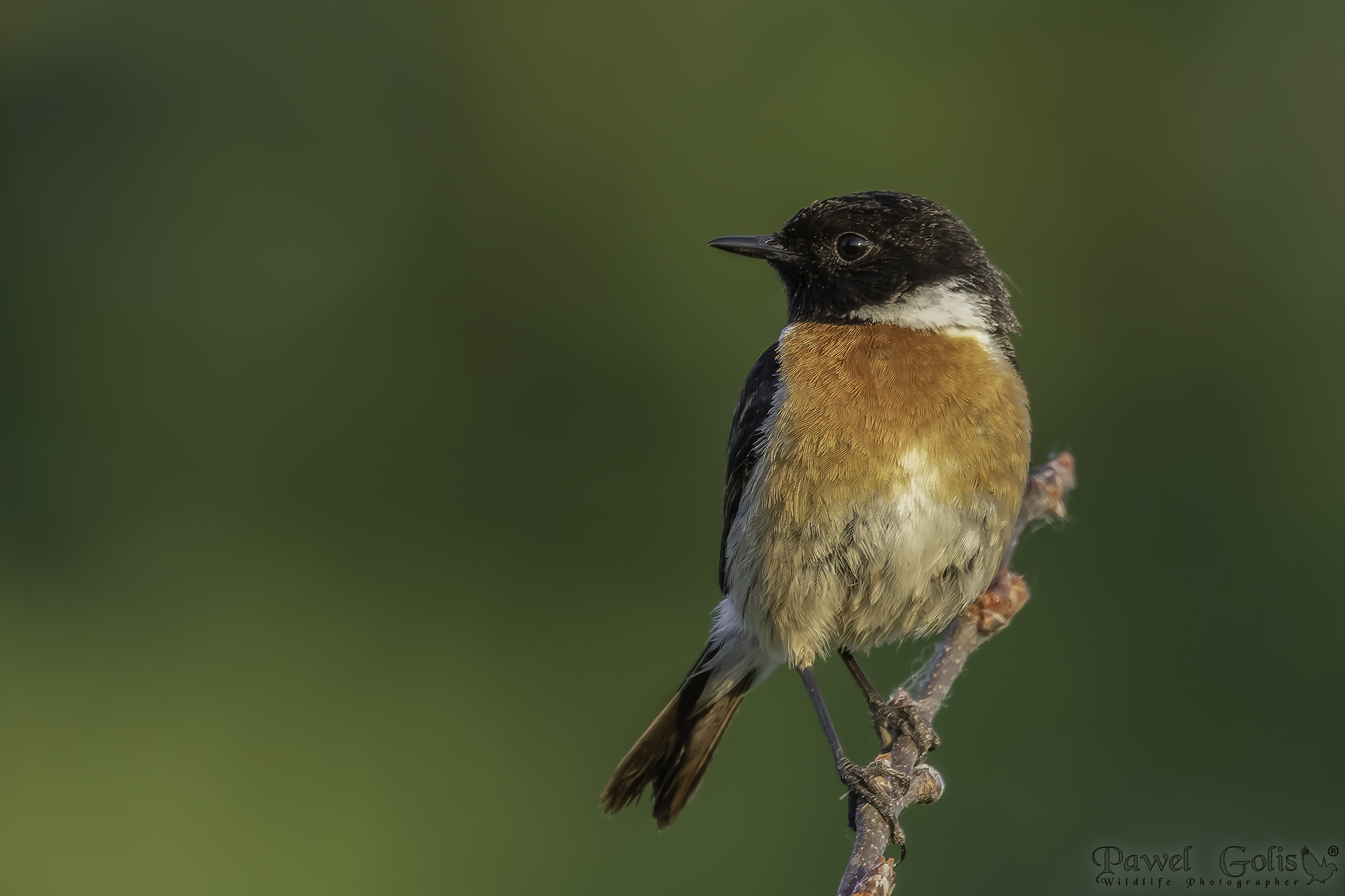Stonechat europeo (Saxicola rubicola)