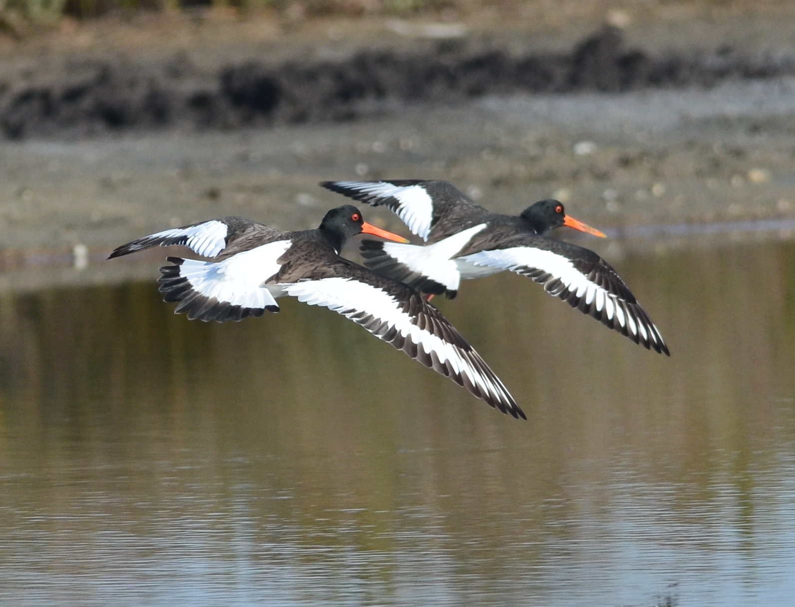 Beccacce di mare in volo