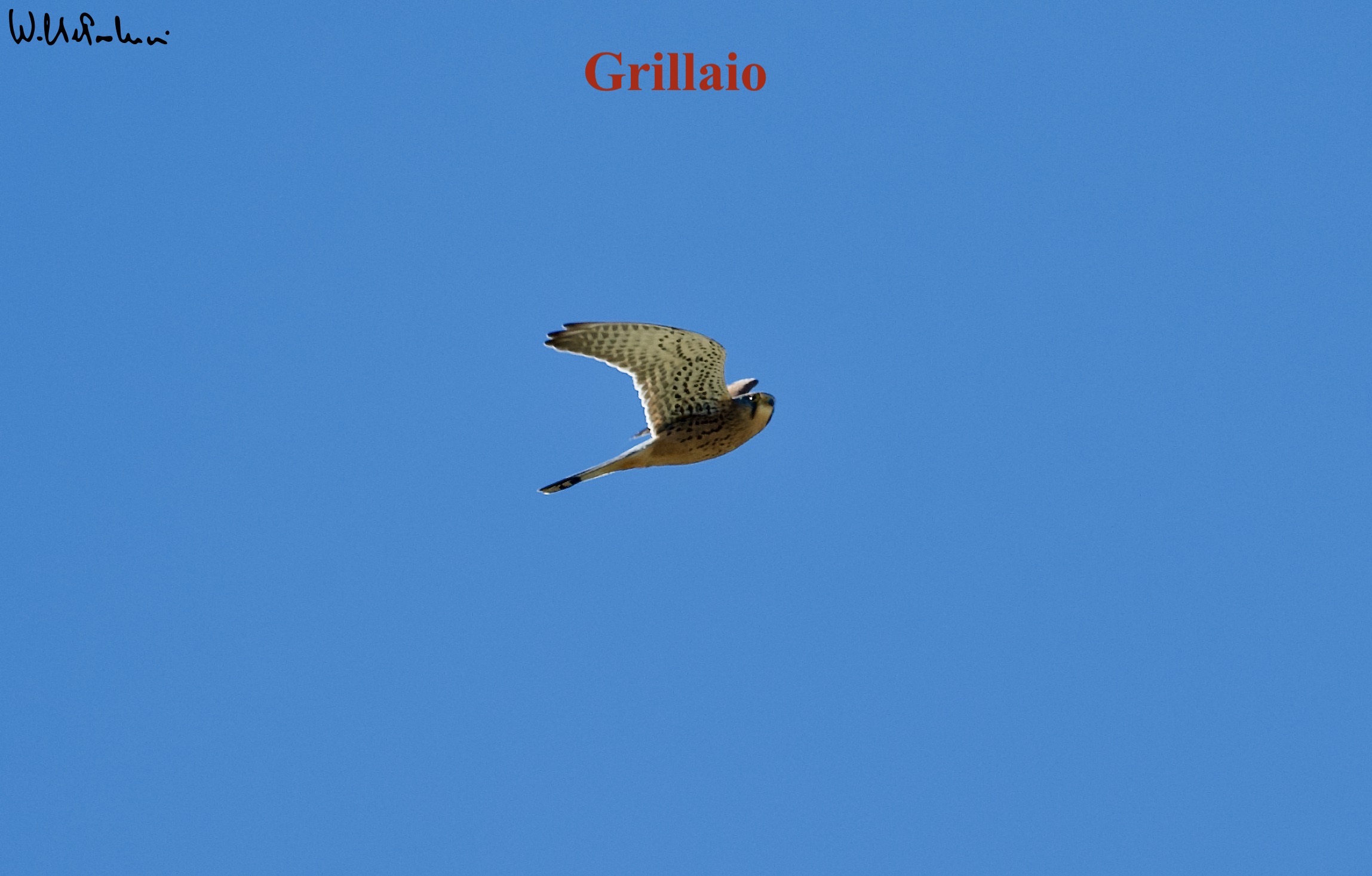 Female Kestrel