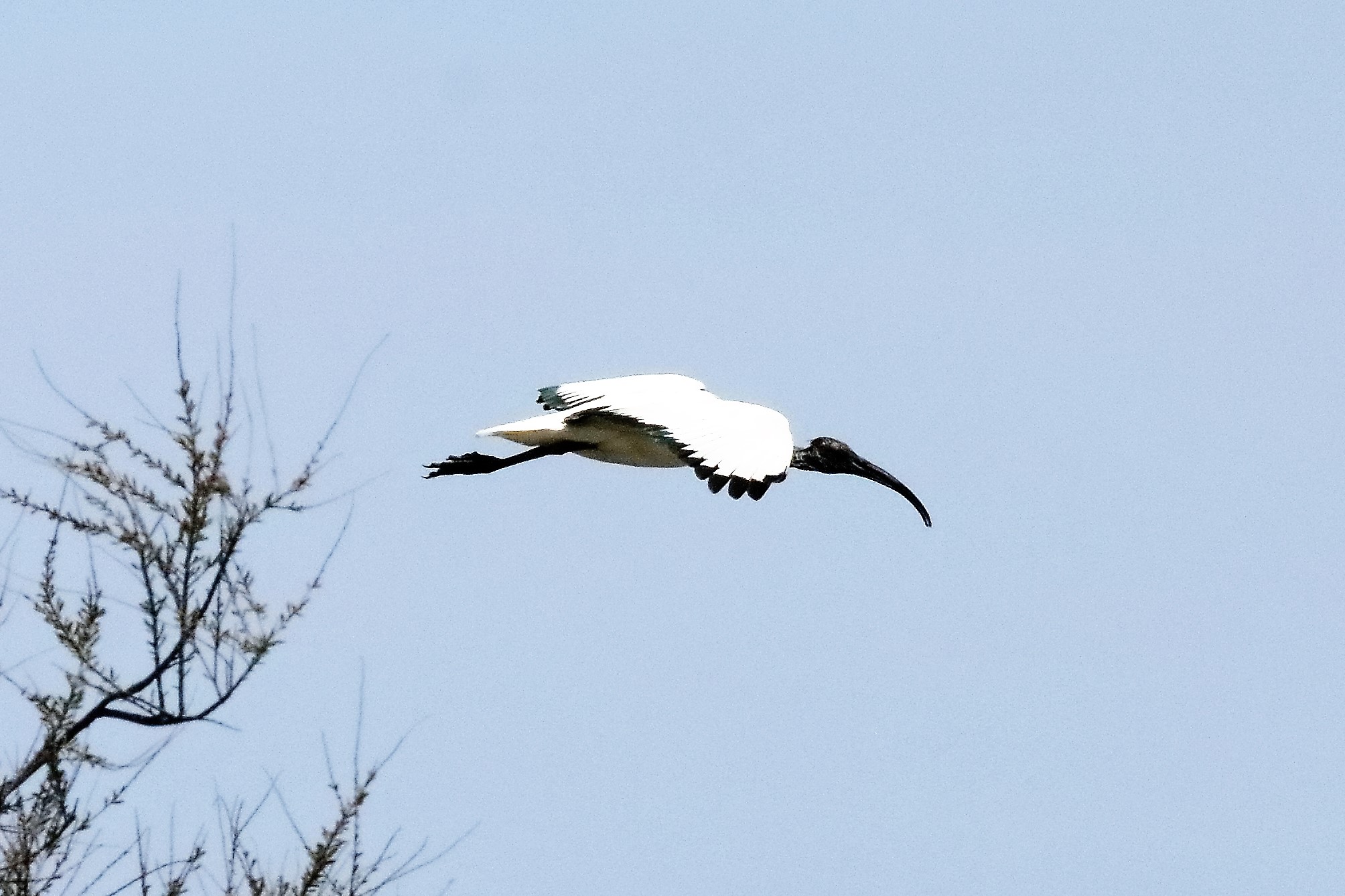 Sacred ibis 15-04-2022