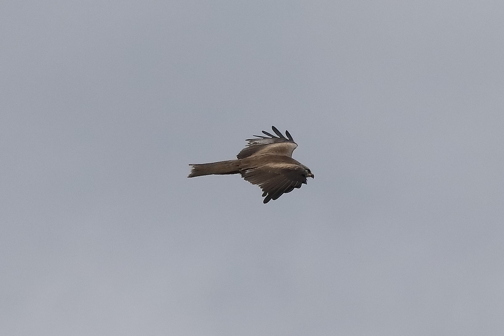 Black kite 04-04-2022