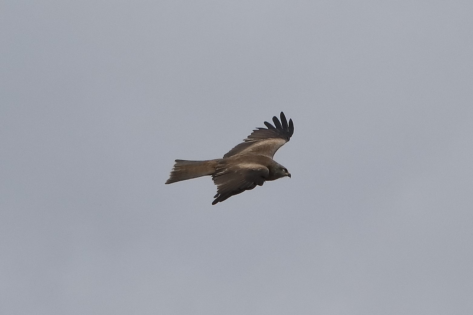 Black kite 04-04-2022