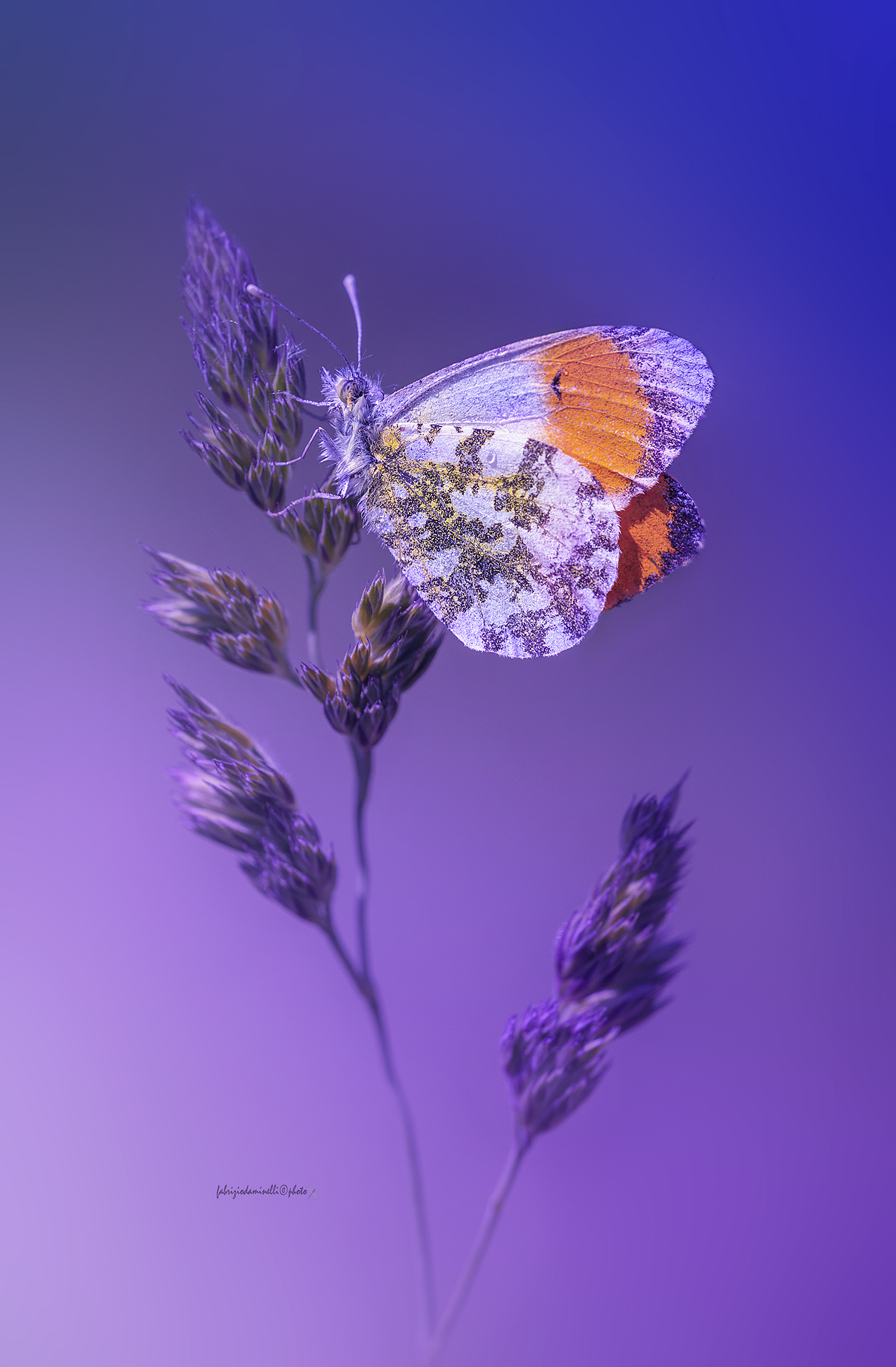 Anthocharis cardamines