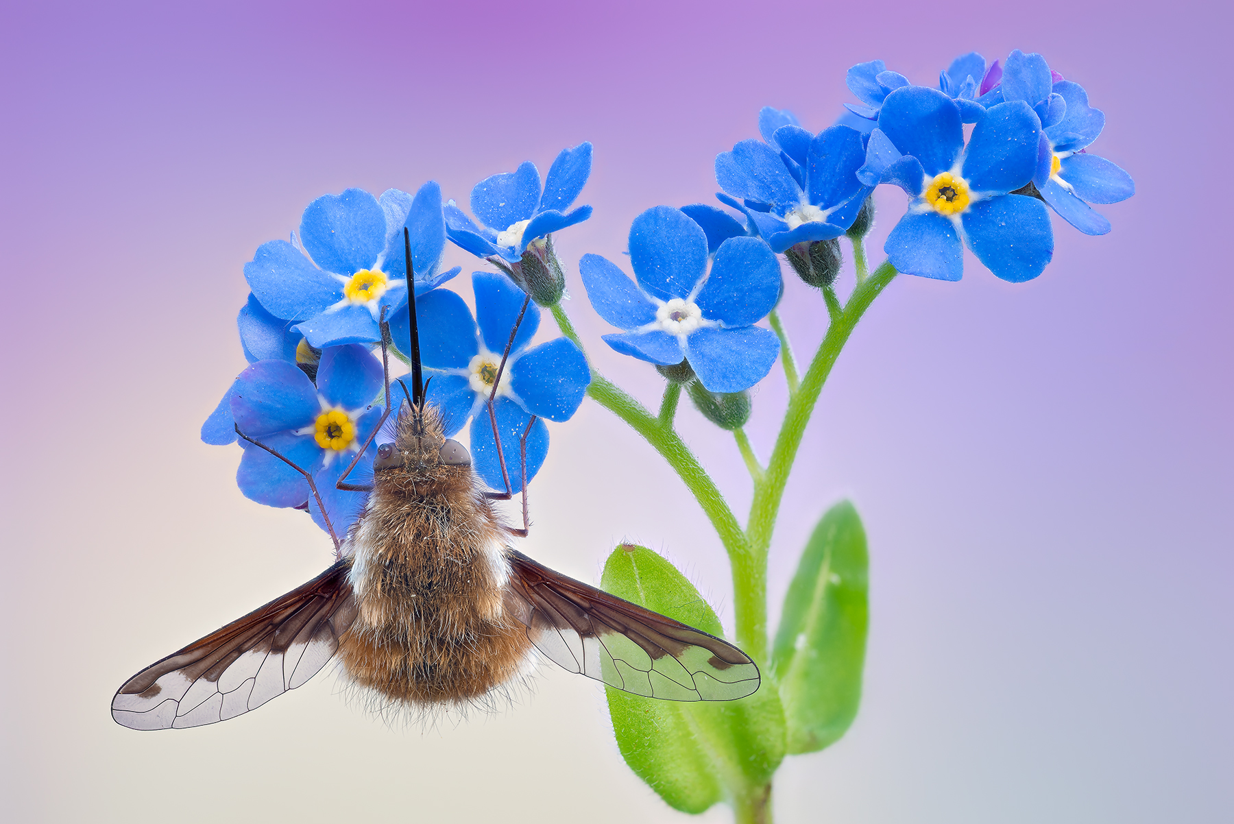 Bombylius major