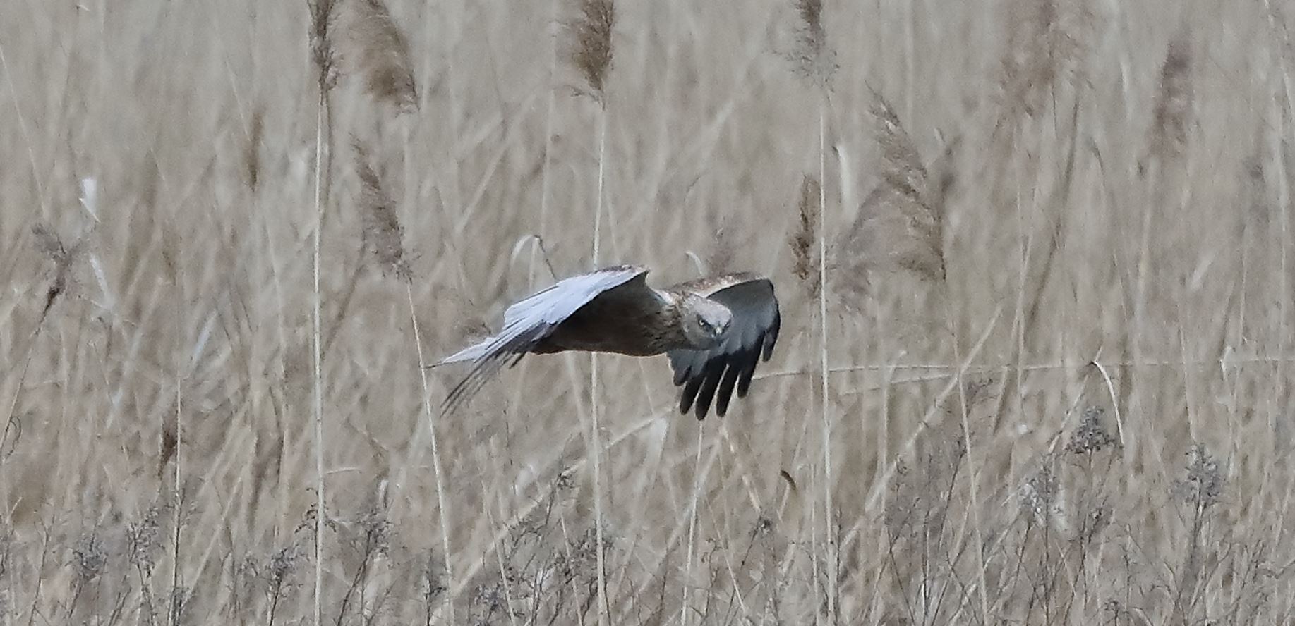 marsh falcon 04-04-2020