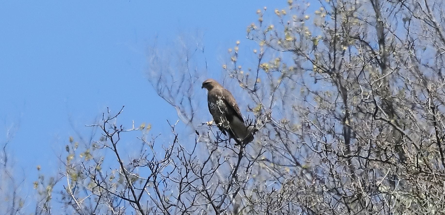 Buzzard 05-04-2022