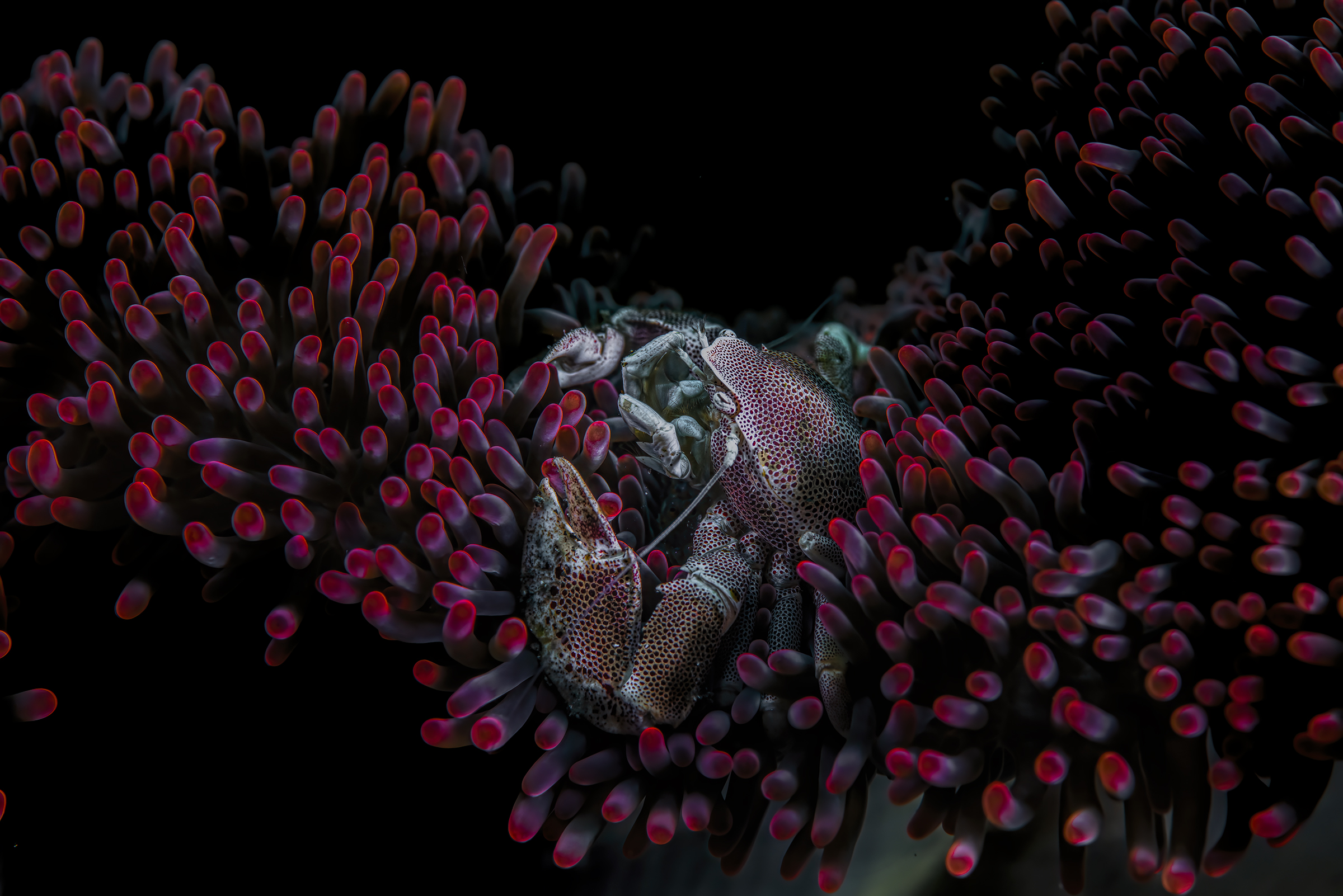 porcelain crab over anemone carpet