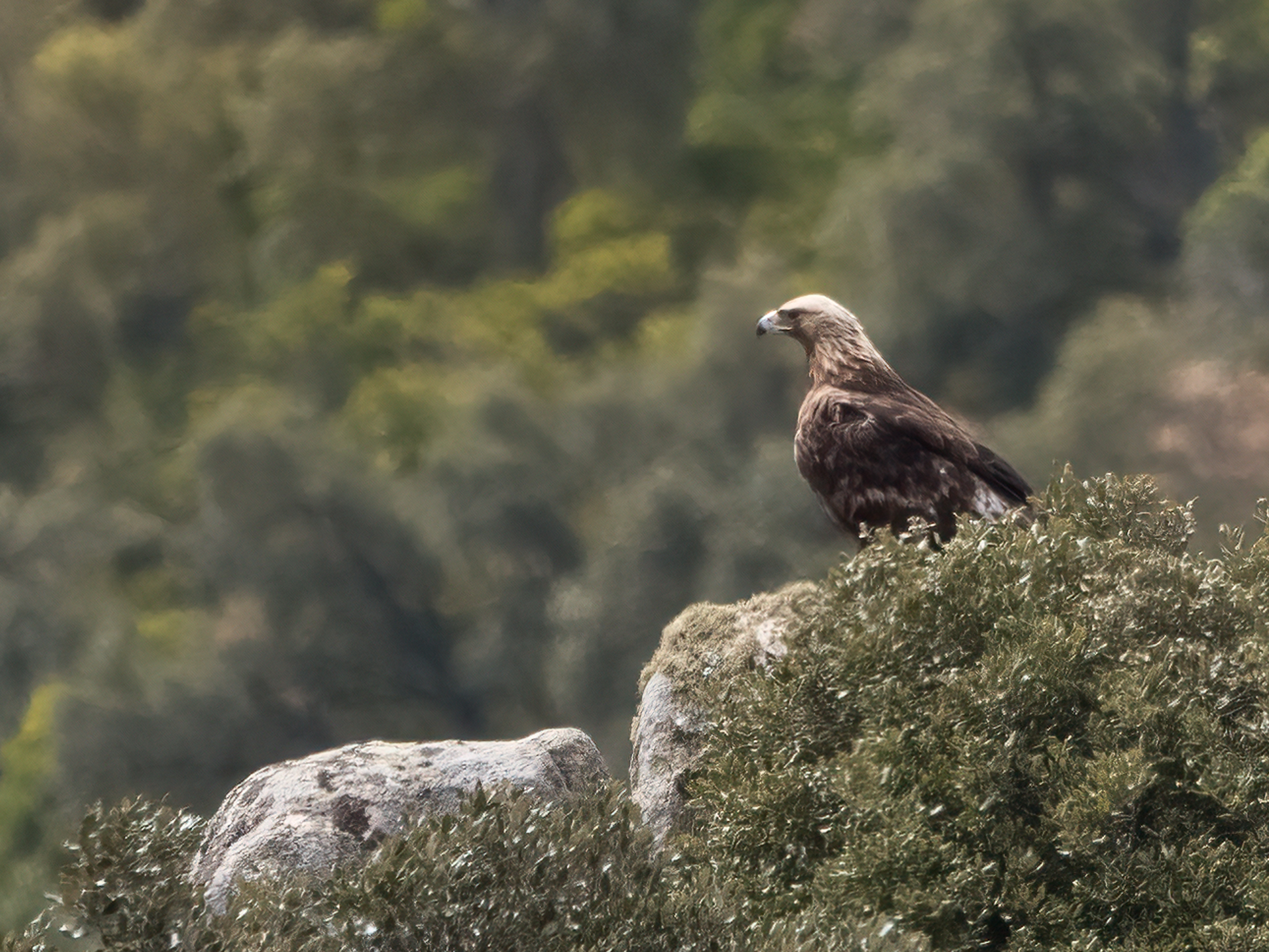 Aquila reale Sardegna