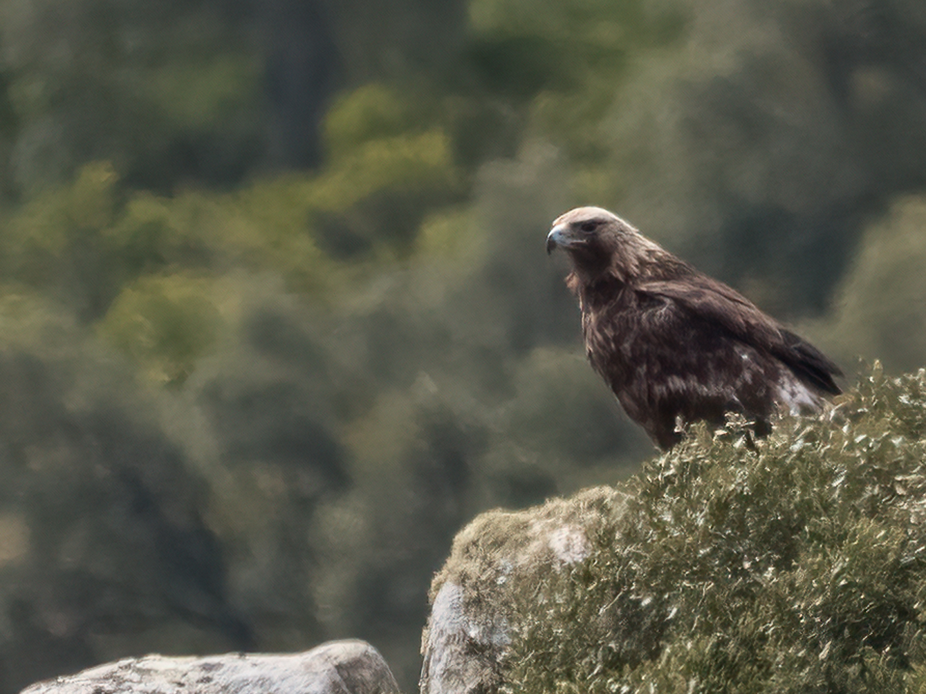 Aquila reale Sardegna