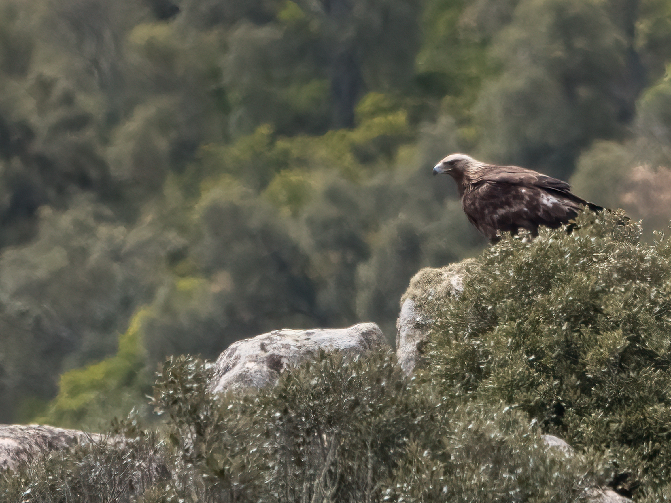Aquila reale Sardegna