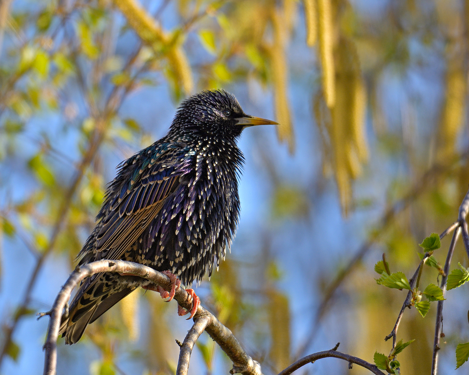 Starling