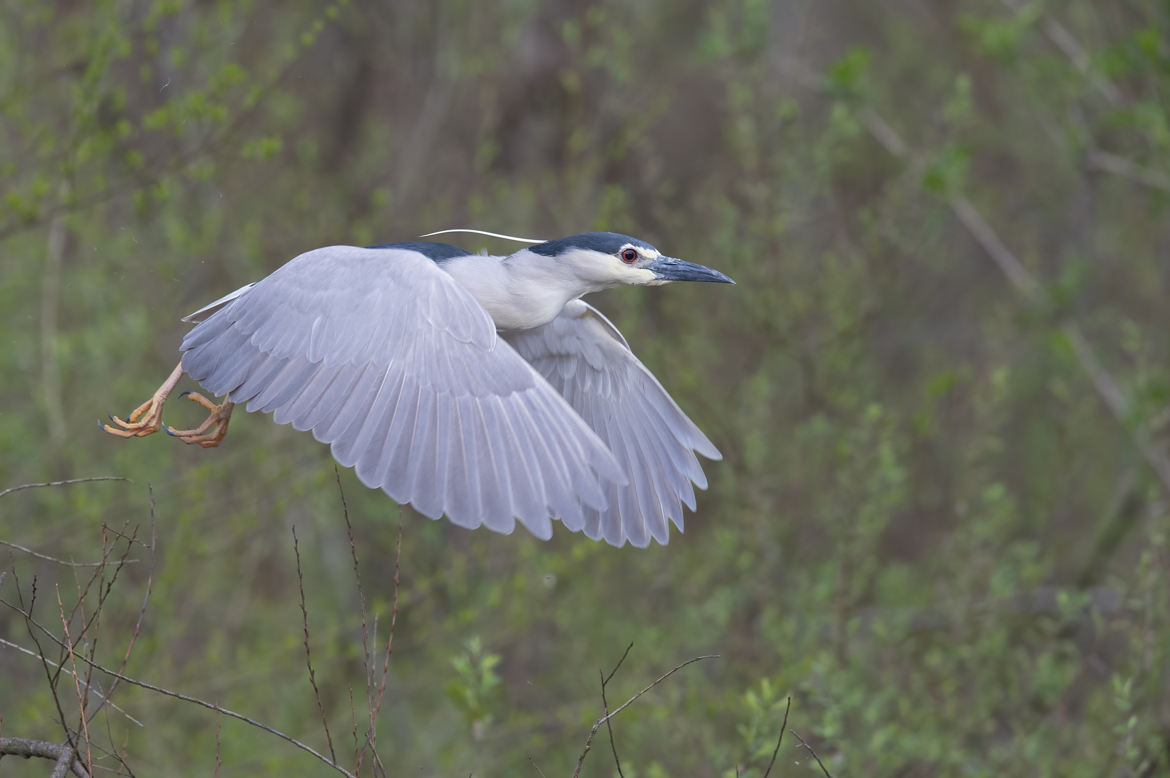 Nittticora (Nycticorax nycticorax)