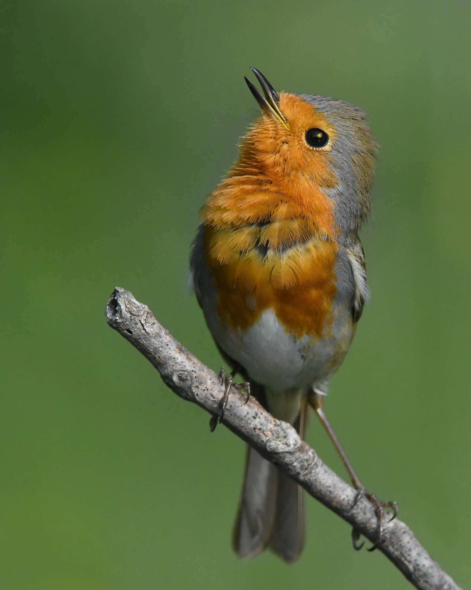 Canto del Pettirosso