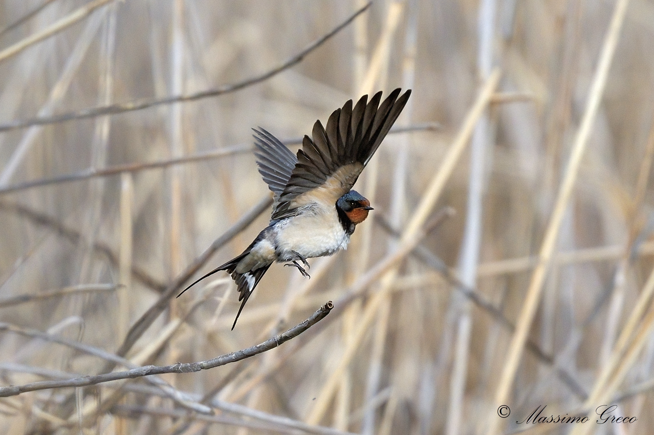 Rondine comune (Hirundo rustica)