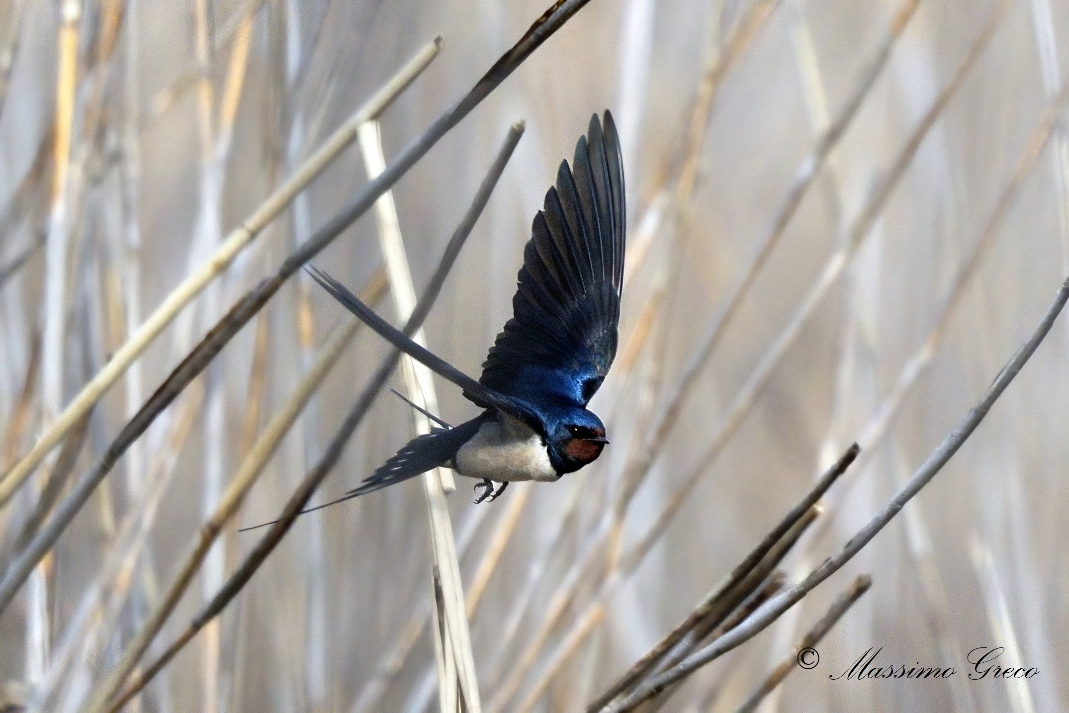 Rondine comune (Hirundo rustica)