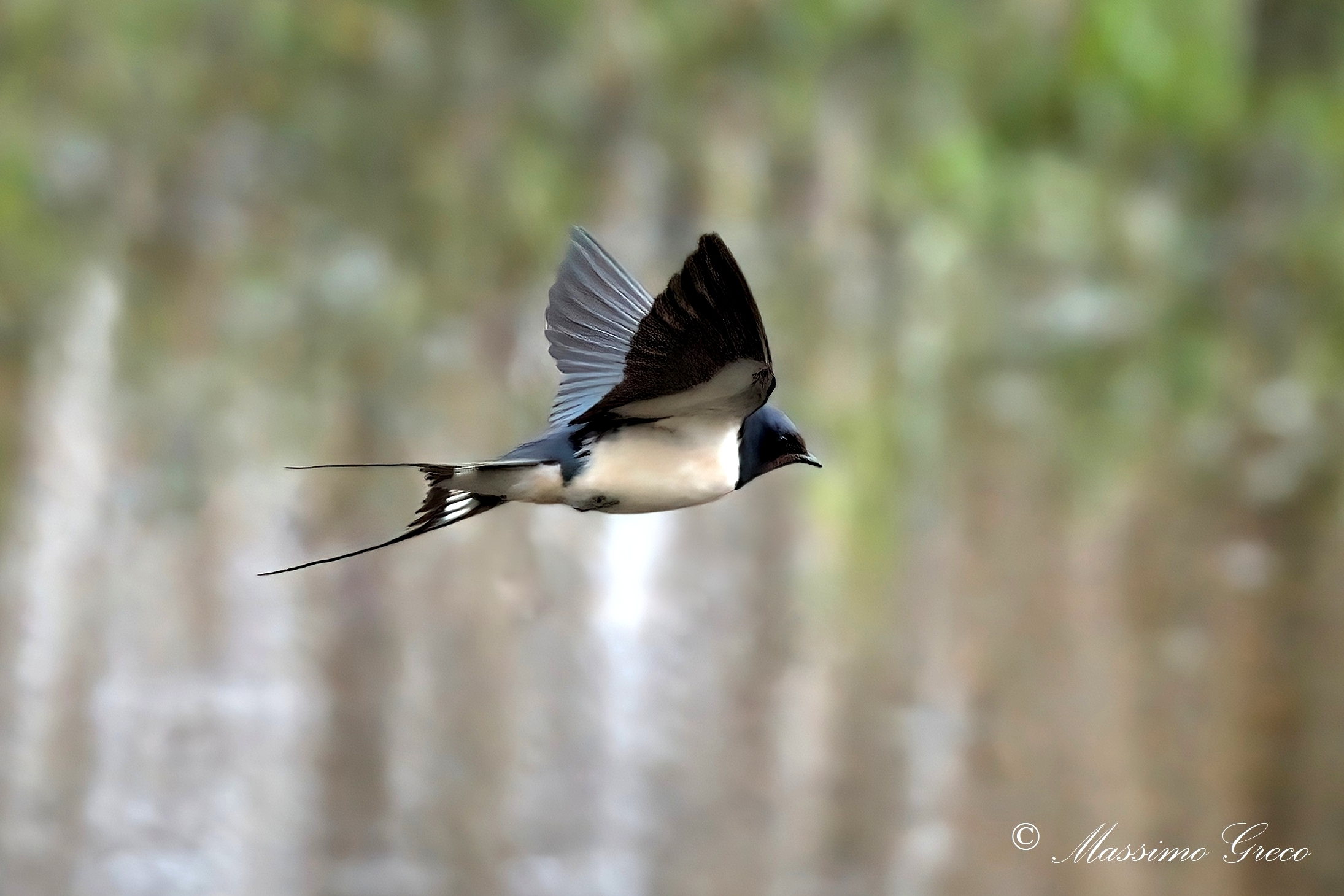 Rondine comune (Hirundo rustica)
