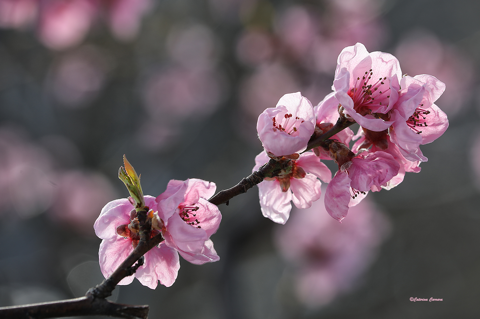 Spring
