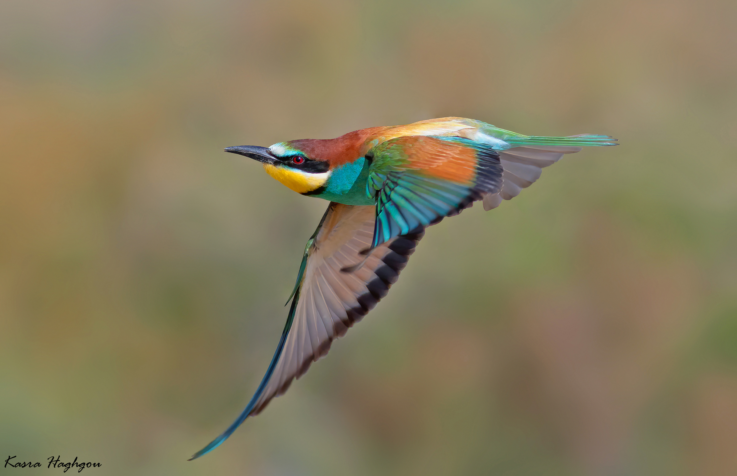 Bee-eater