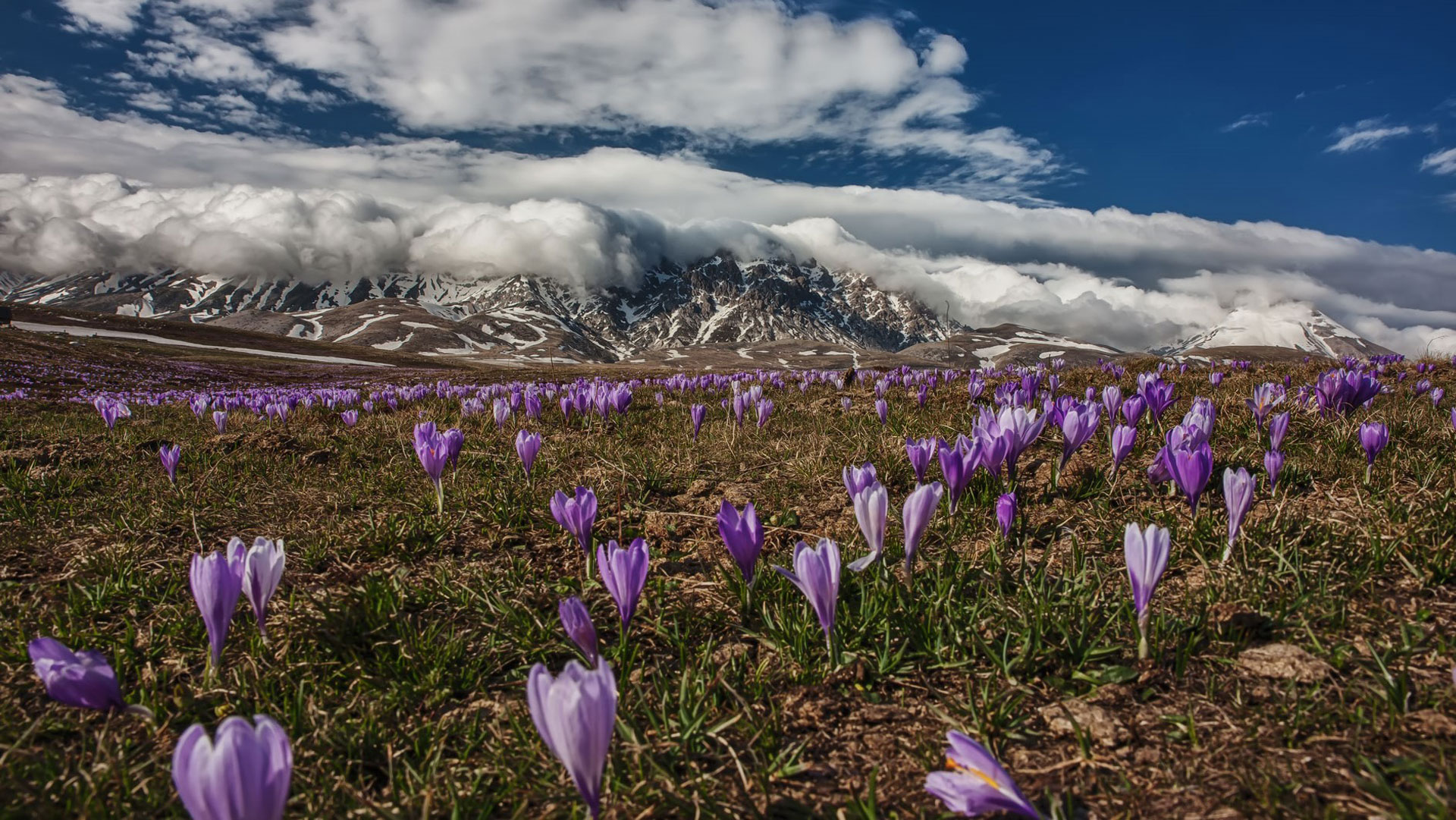 Fioritura dei crochi a Campo Imperatore (AQ)