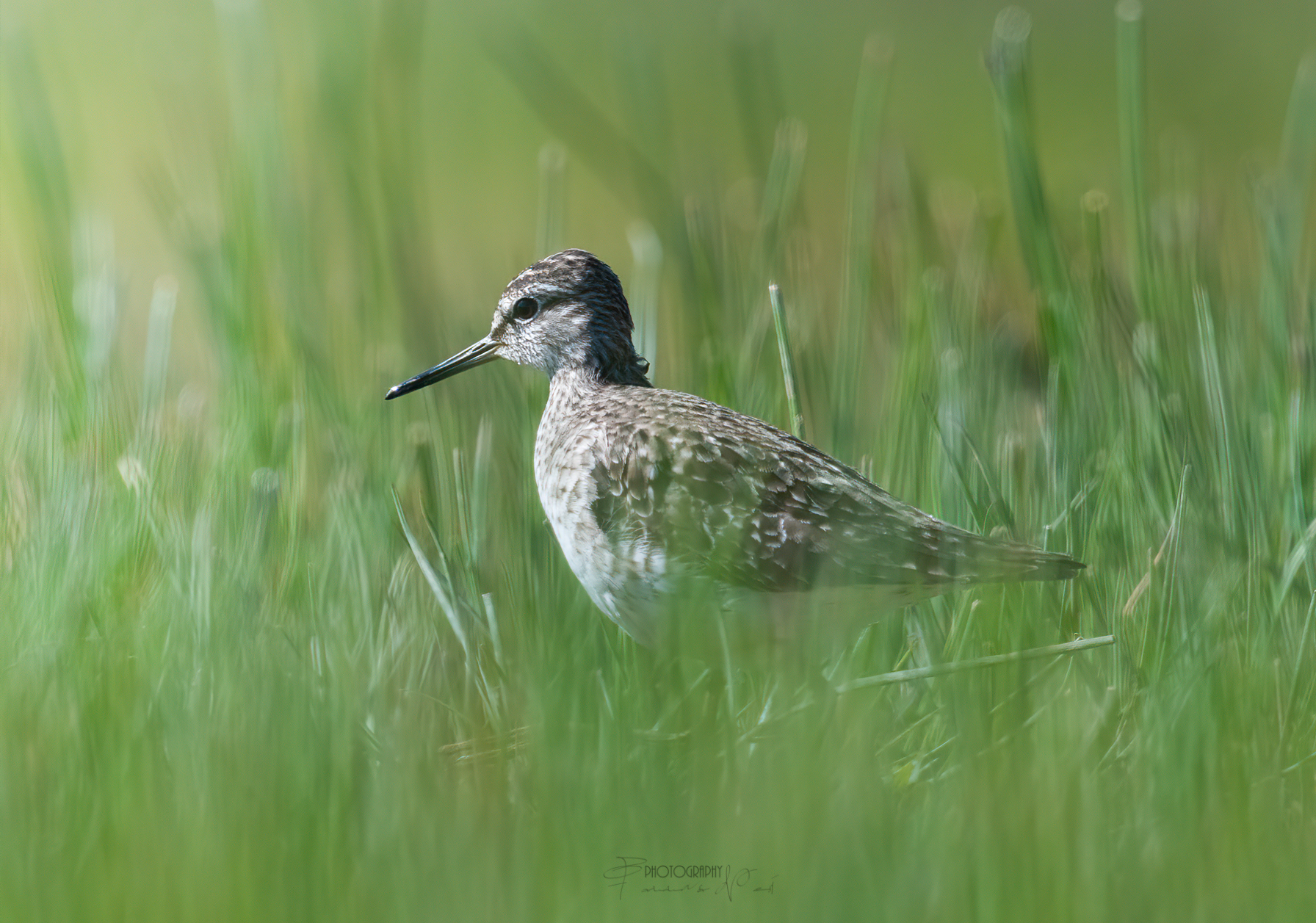 Piro piro boschereccio