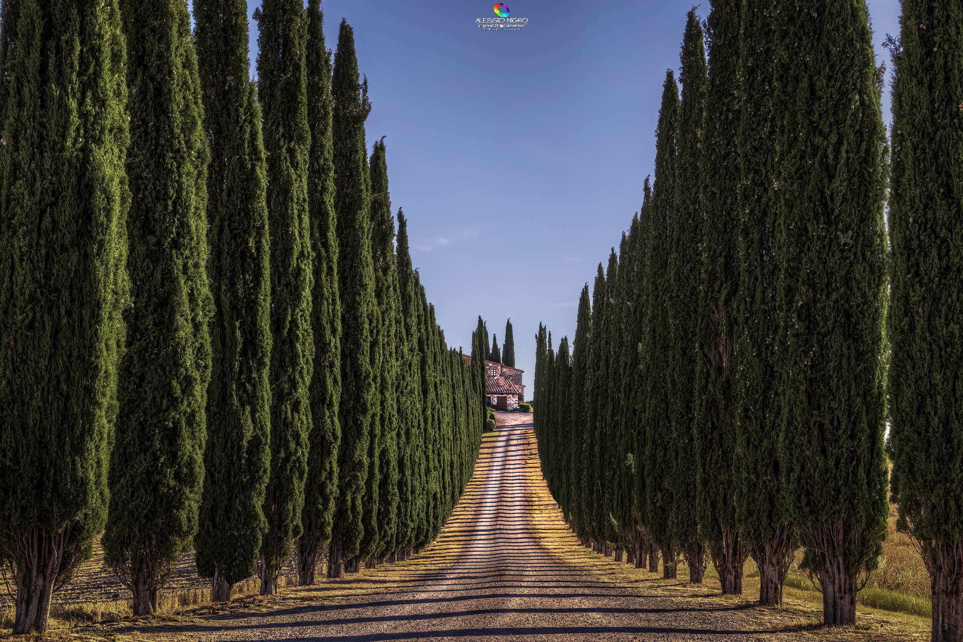 Cypresses's Avenue