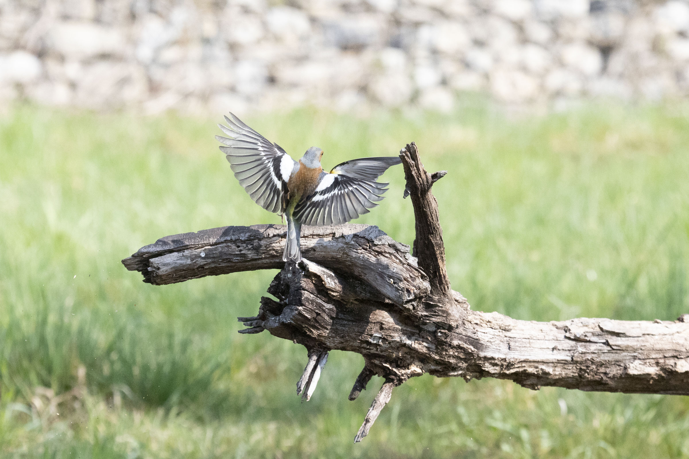 common chaffinch in lite