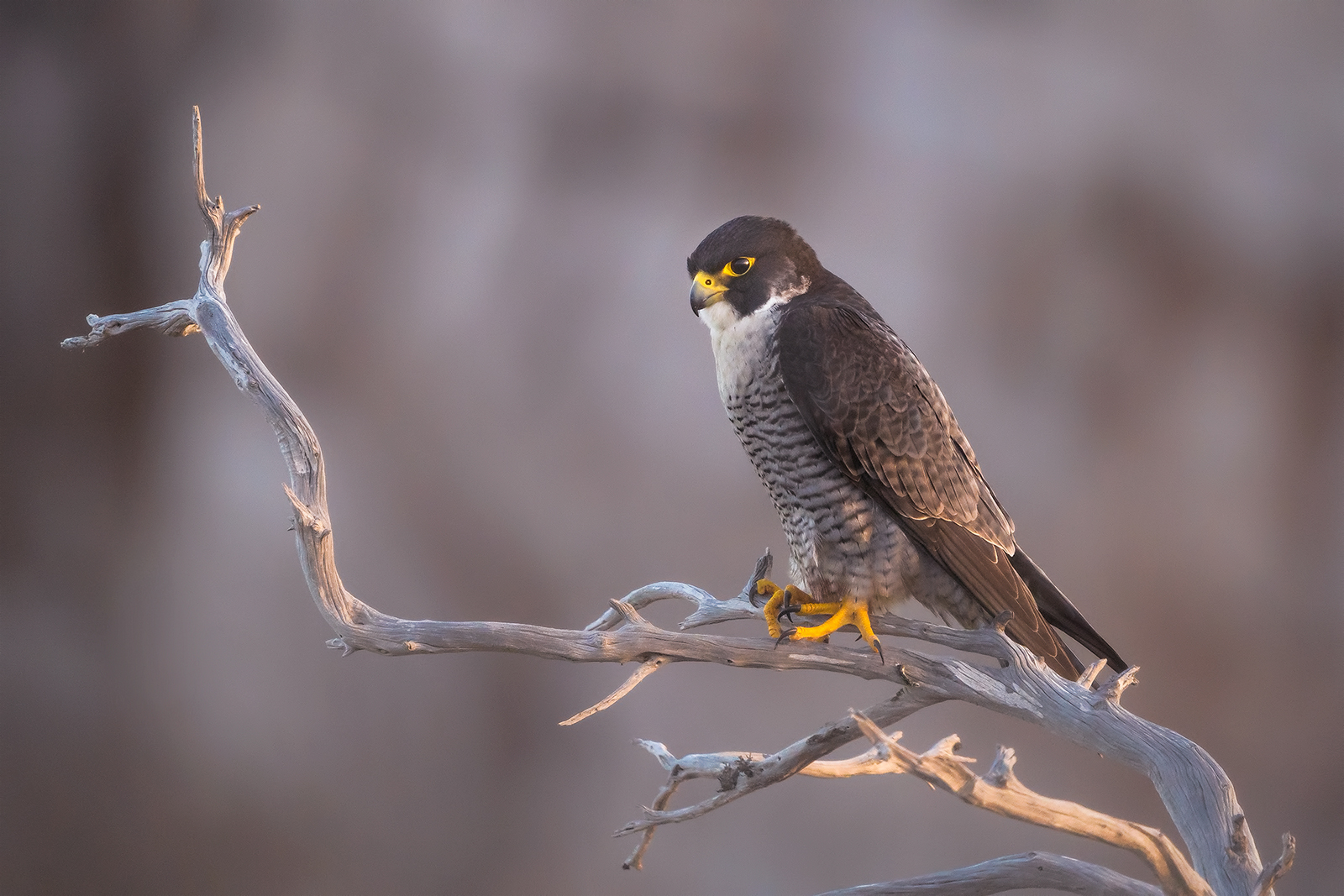 Peregrine
