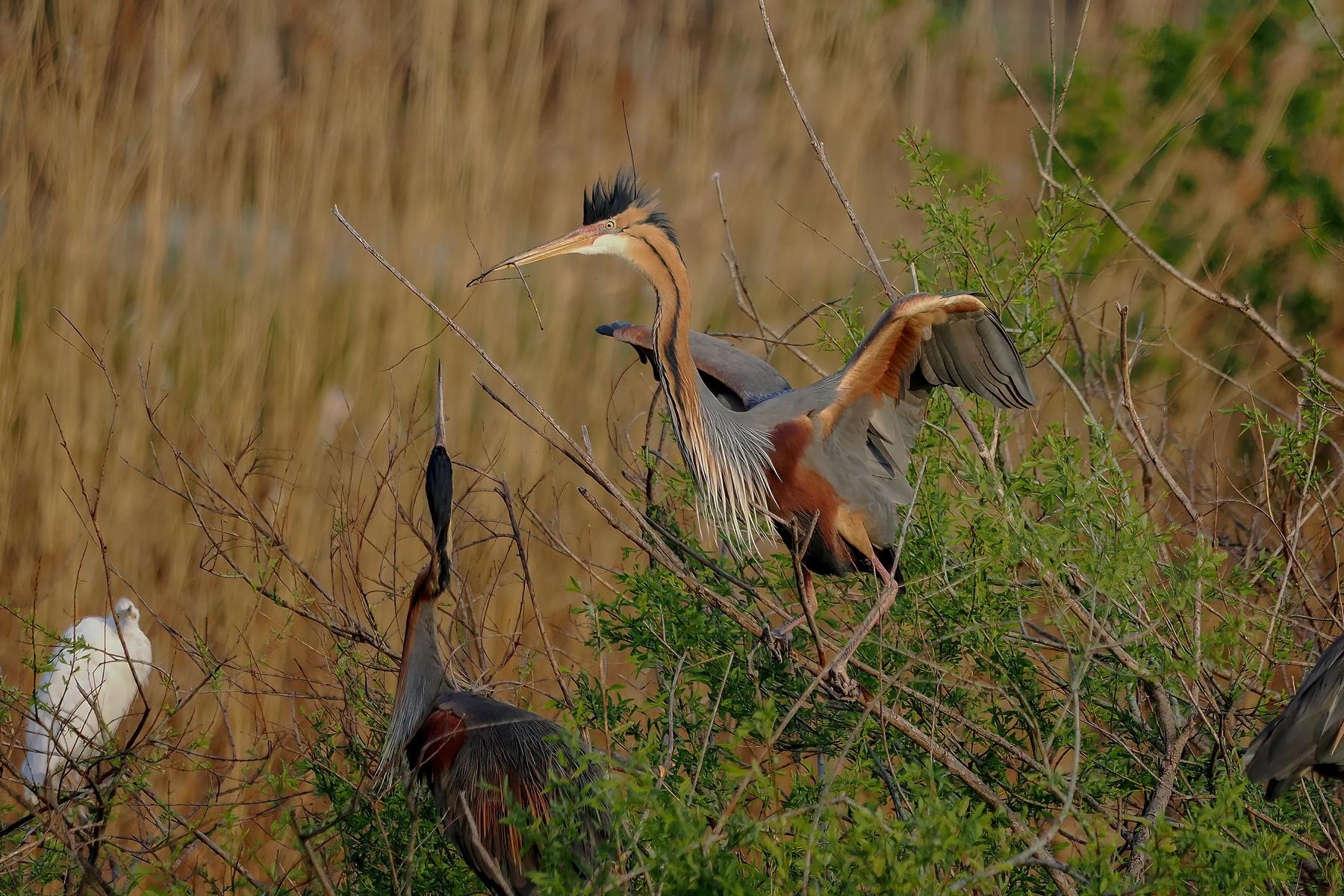 RED HERONS