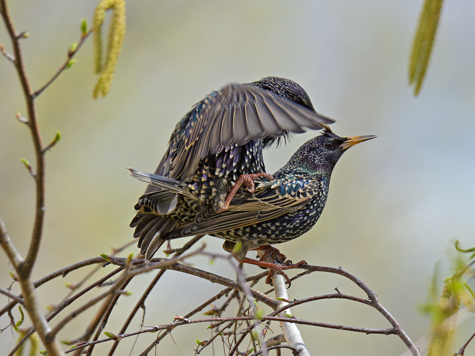 Springtime Starlings