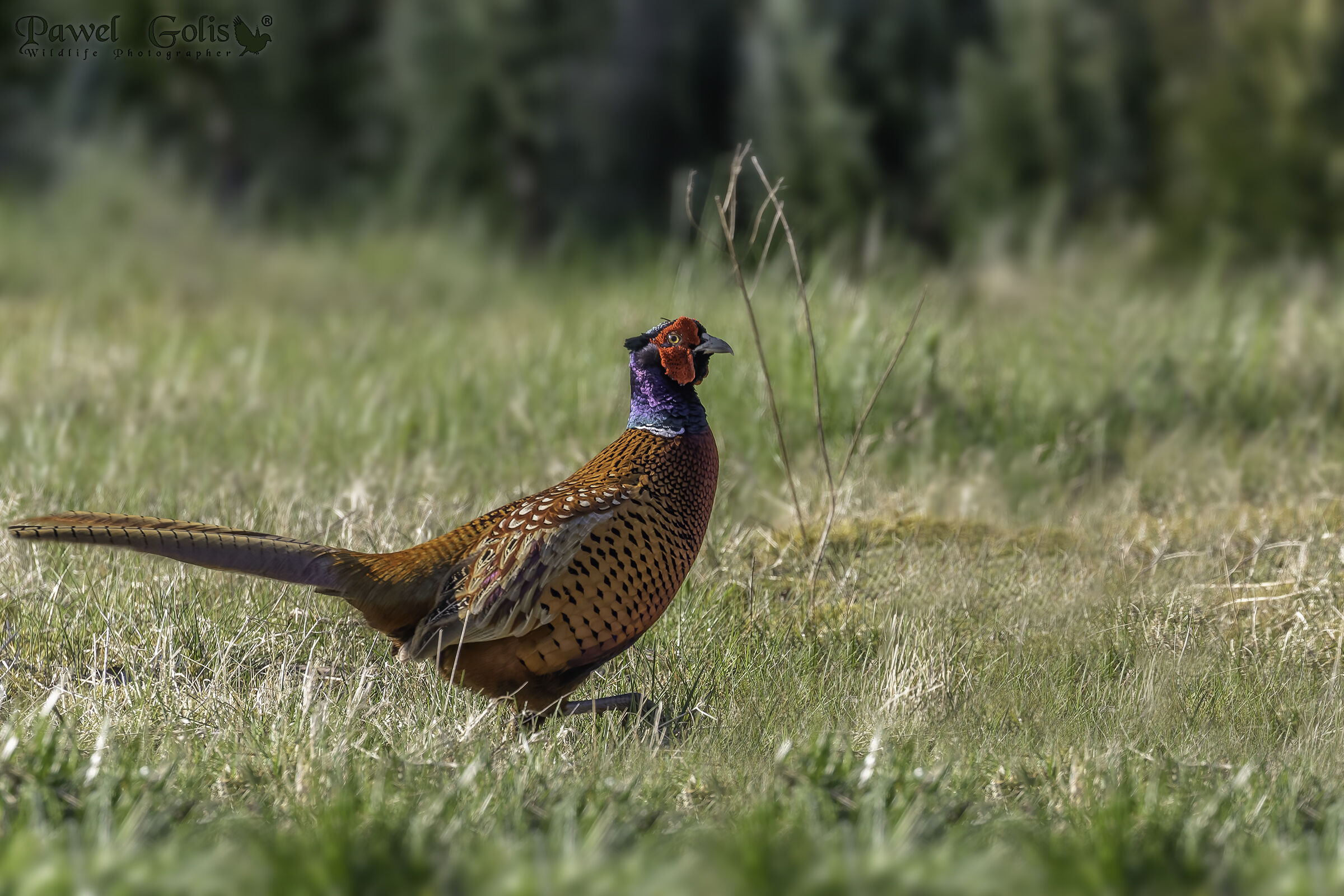 Fagiano (Phasianus colchicus)