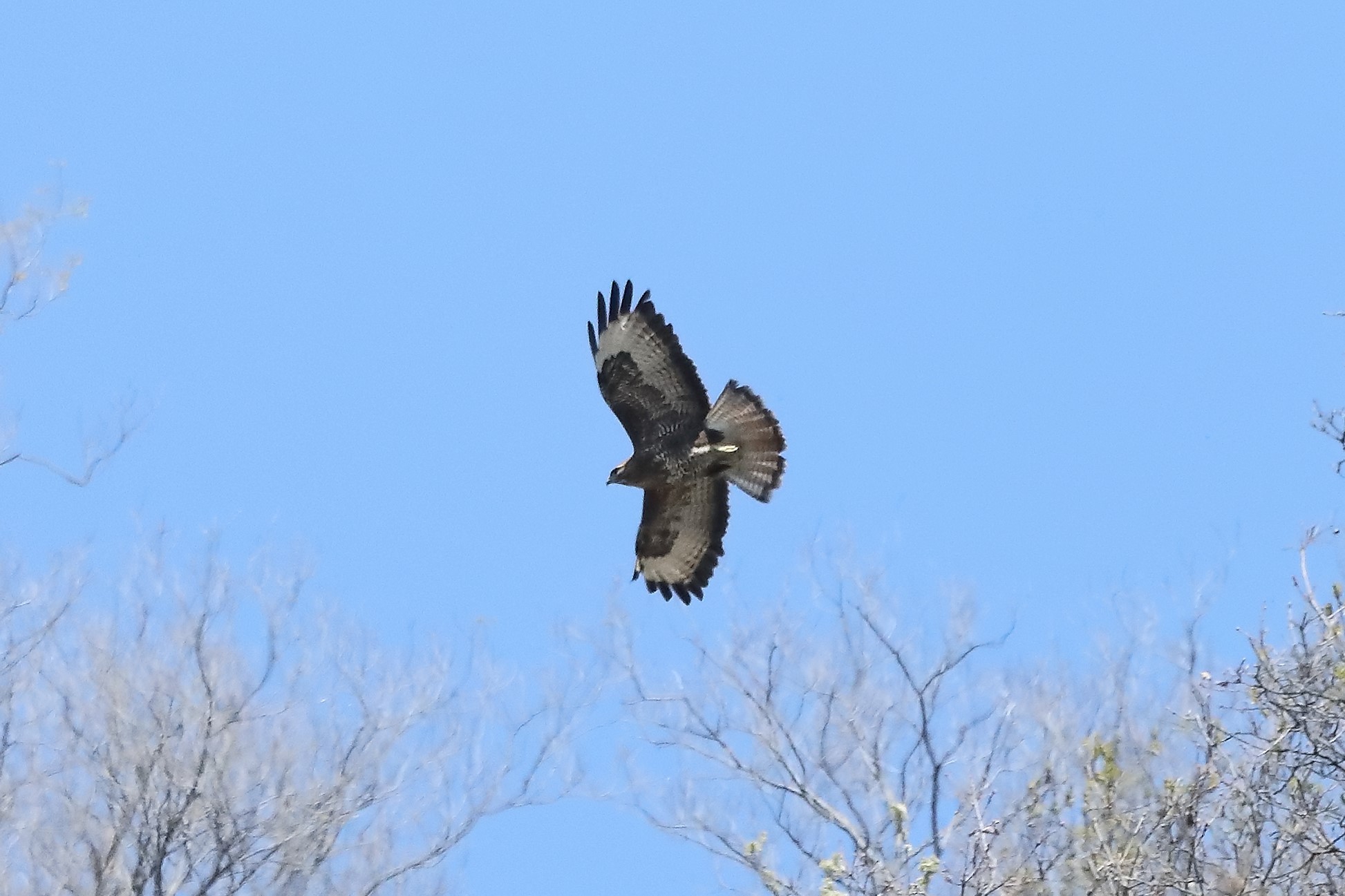 buzzard 05-04-2022