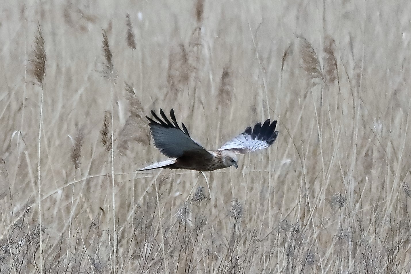 marsh harrier 04-04-2022