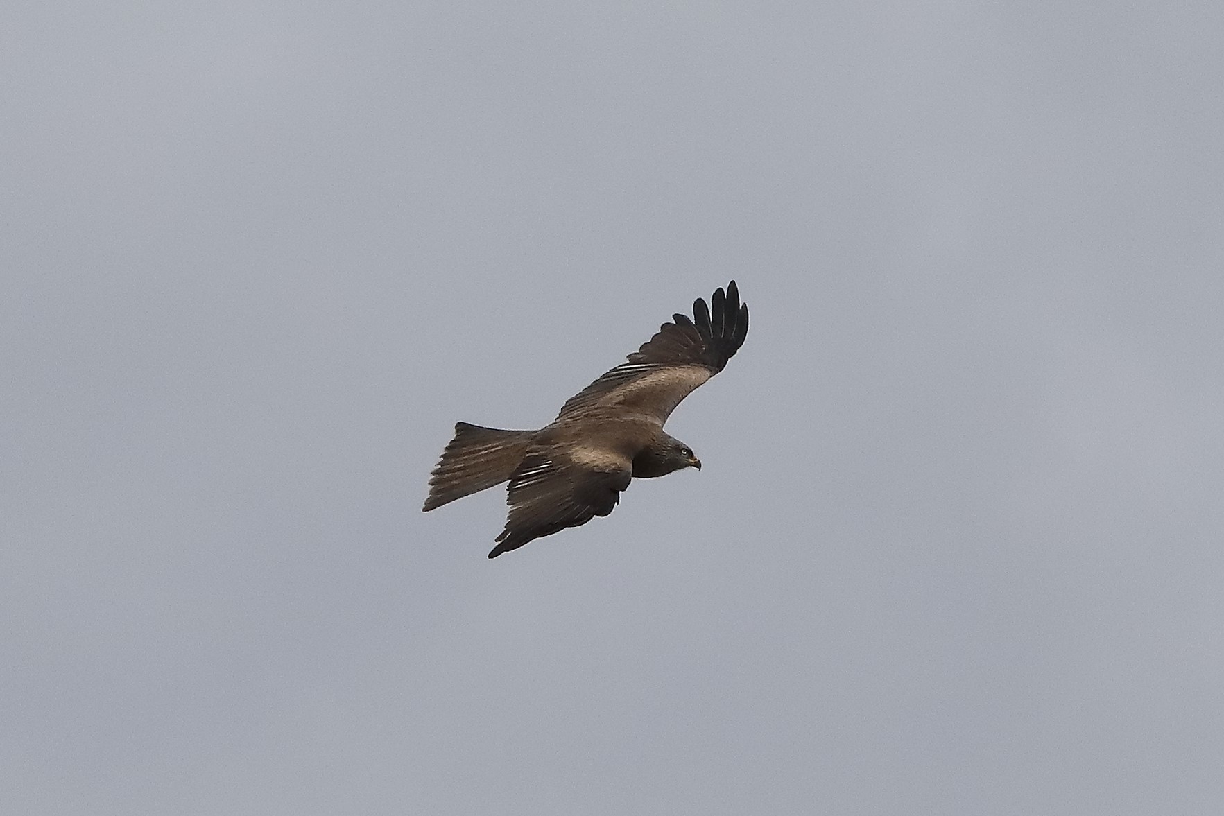 Black kite 04-04-2022