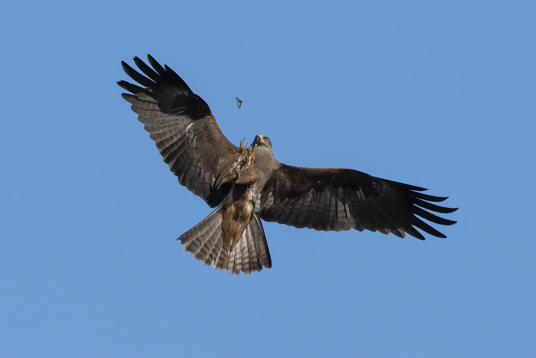 Nibbio bruno in predazione