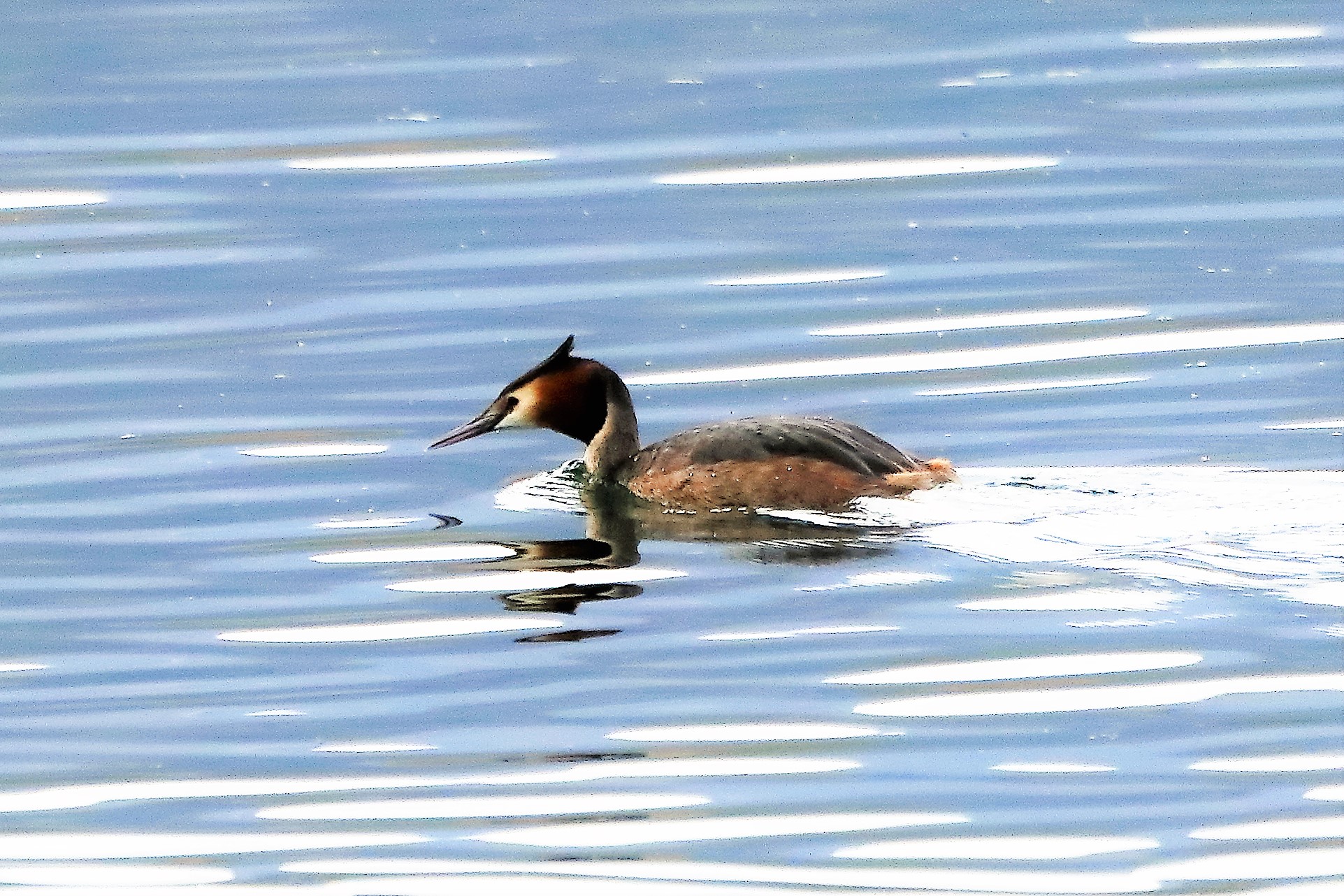 grebe 04-04-2022