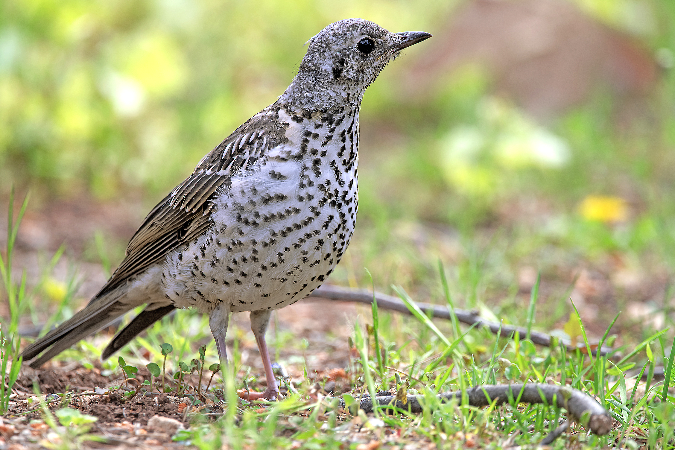 mistle thrush