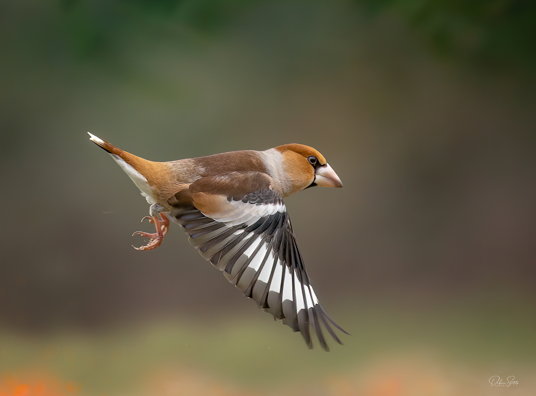 Frosone ... in volo