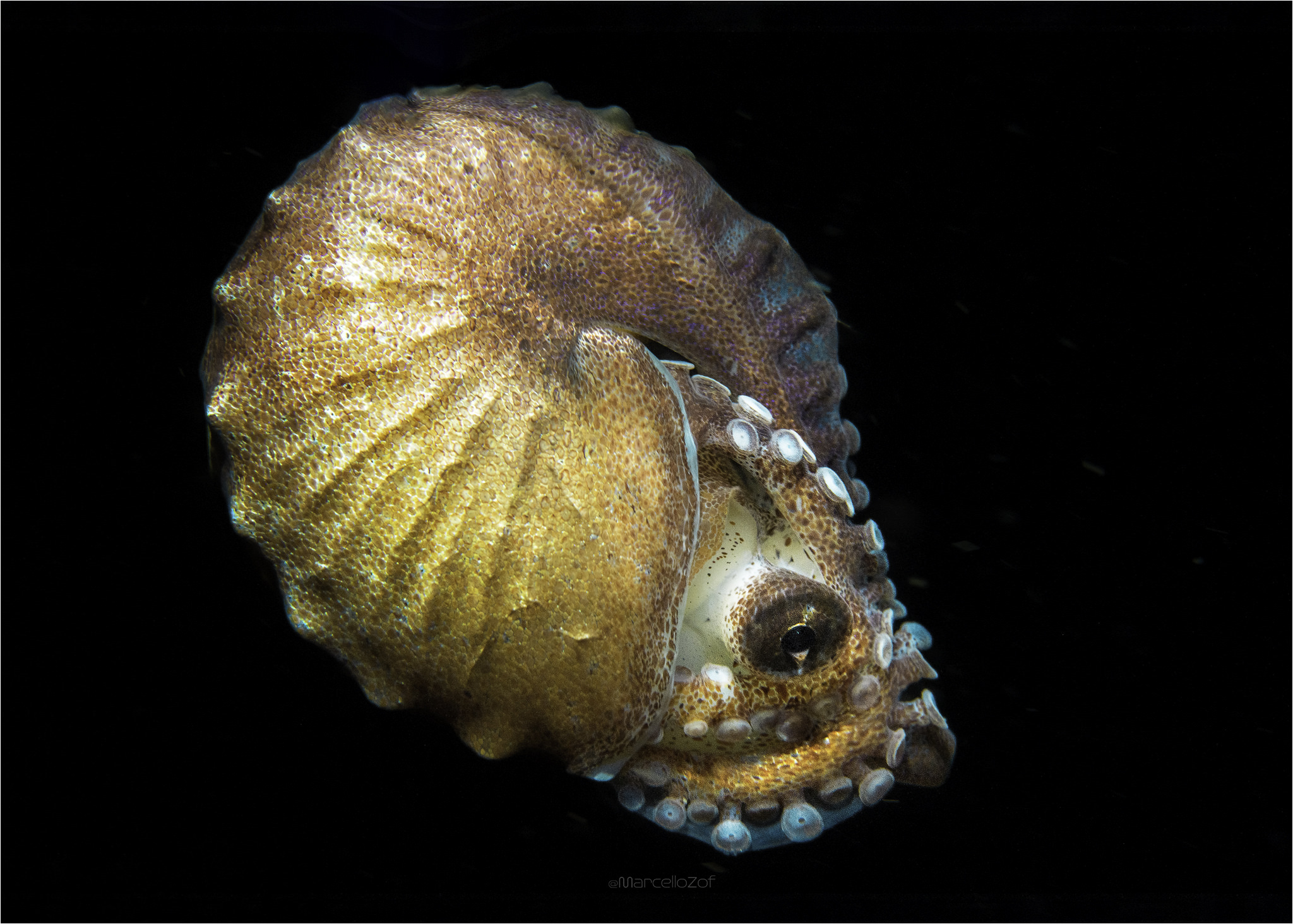 Nautilus