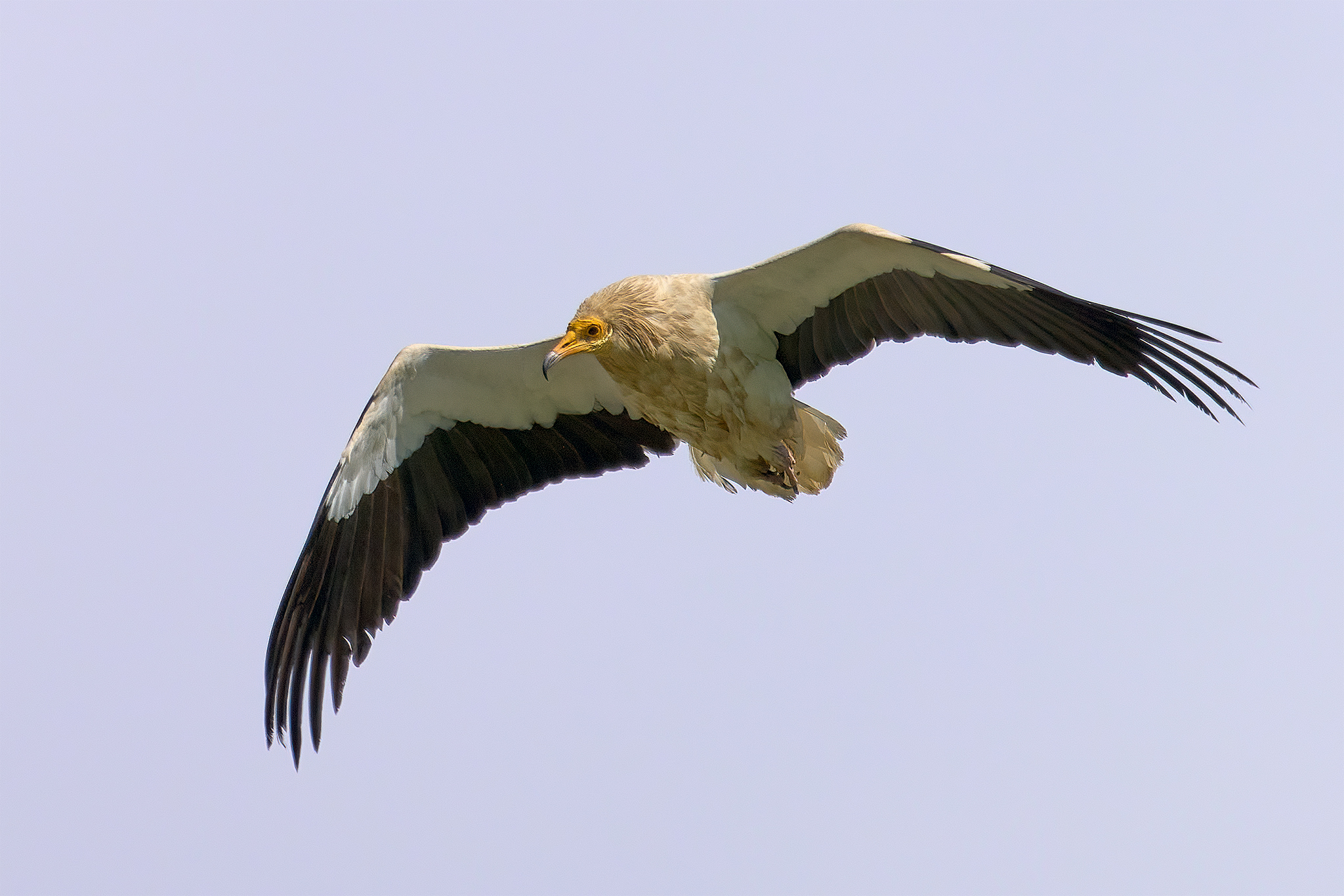 white scavenger vulture