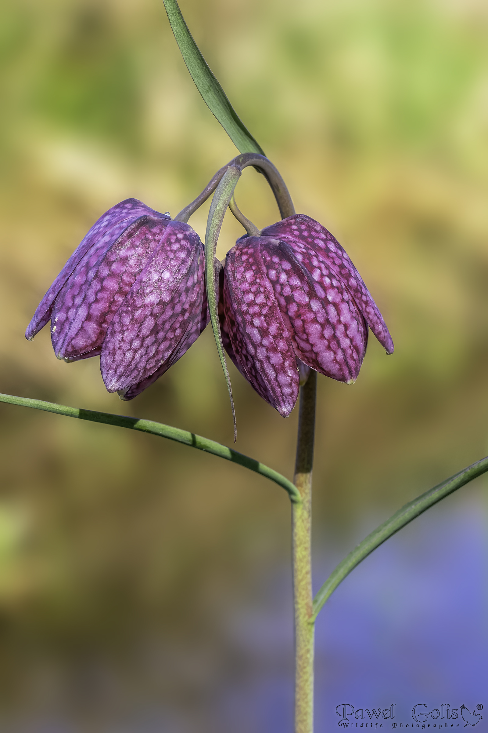 Fiore degli scacchi (Fritillaria meleagris)