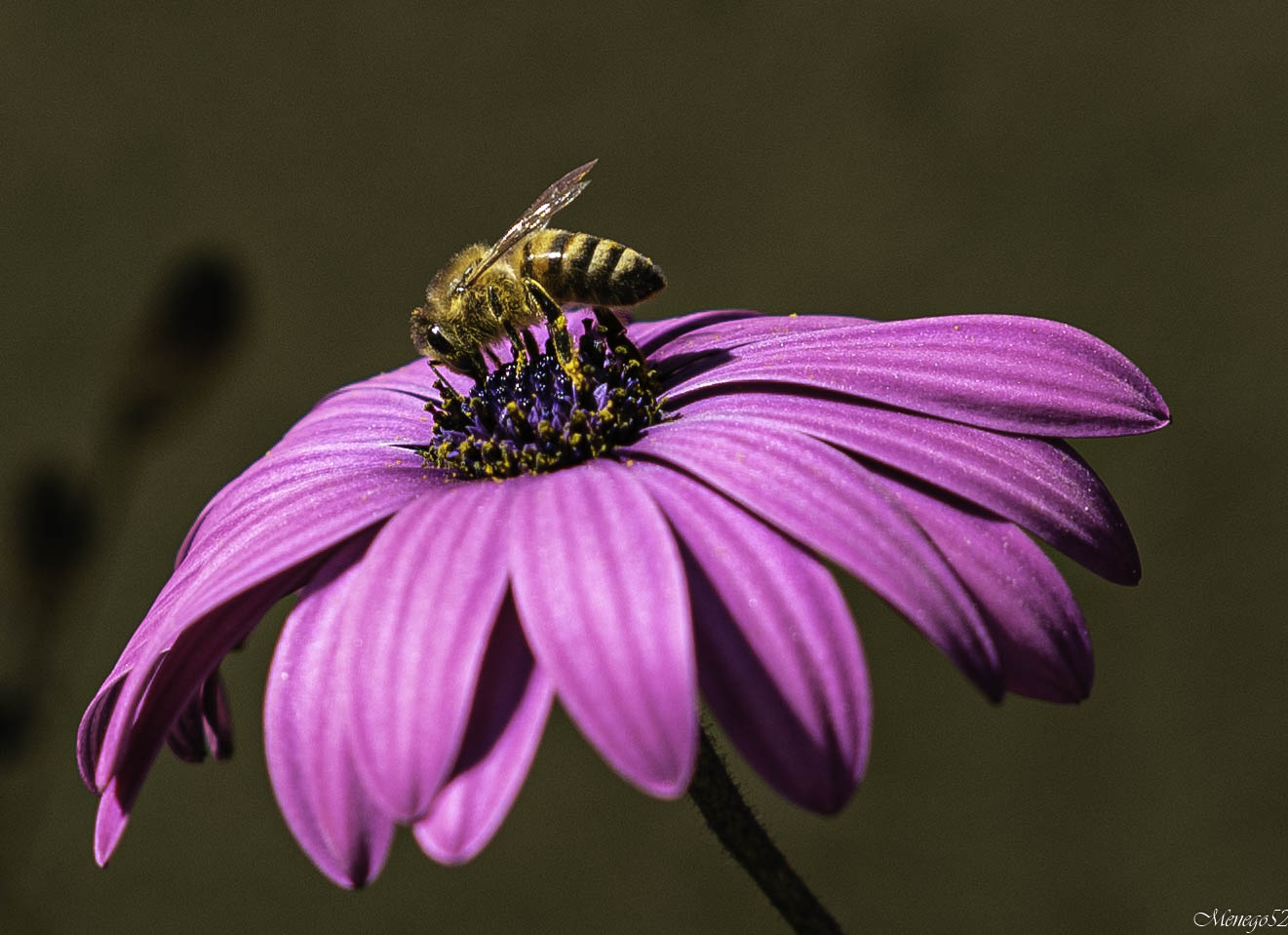 flower and bee