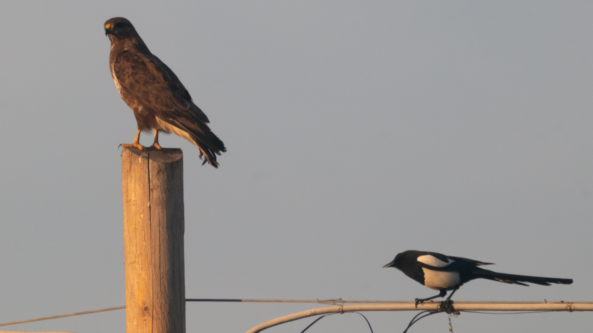 Hawk attacked by a magpie, approaching