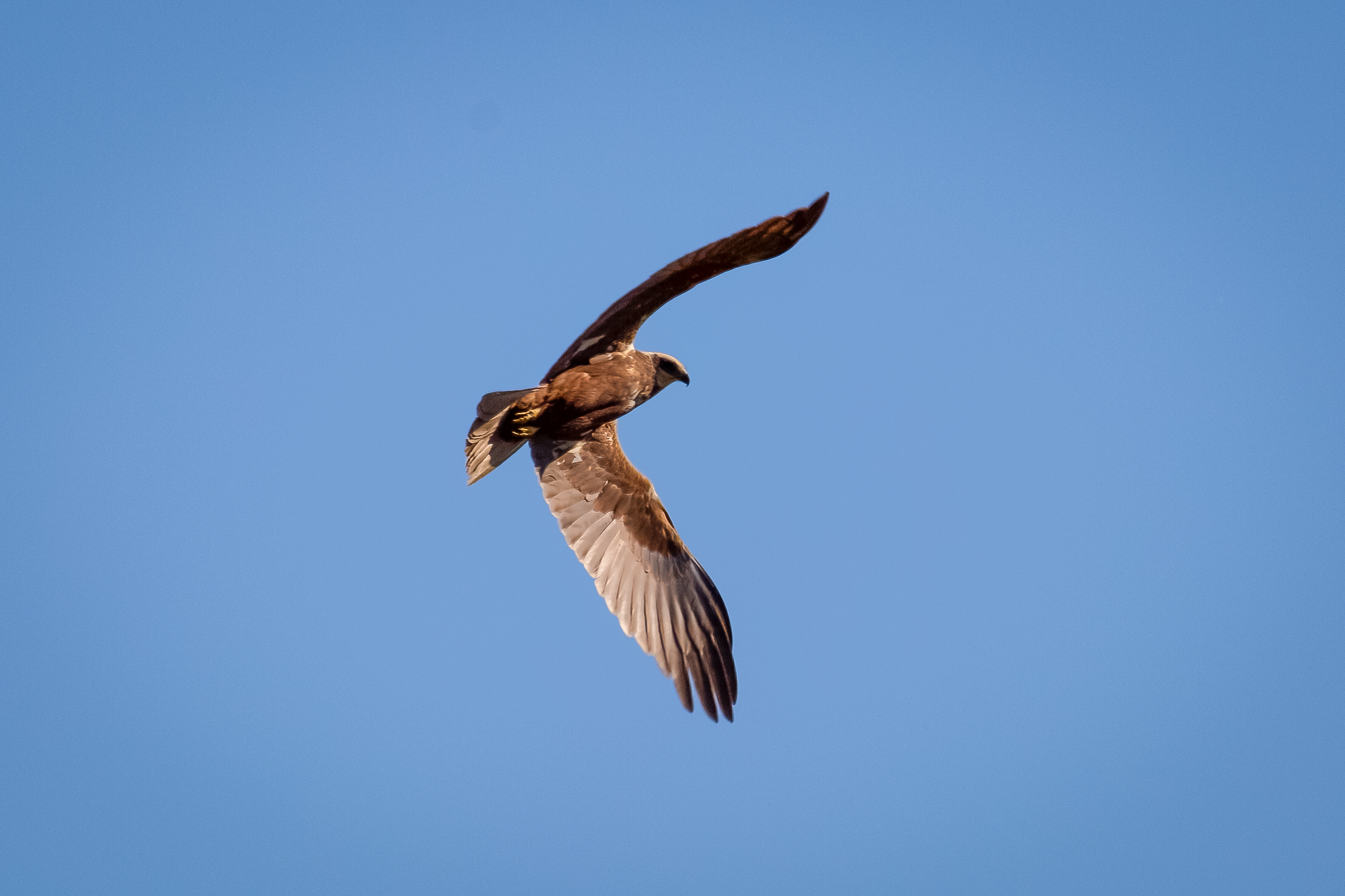 Falco di palude Femmina