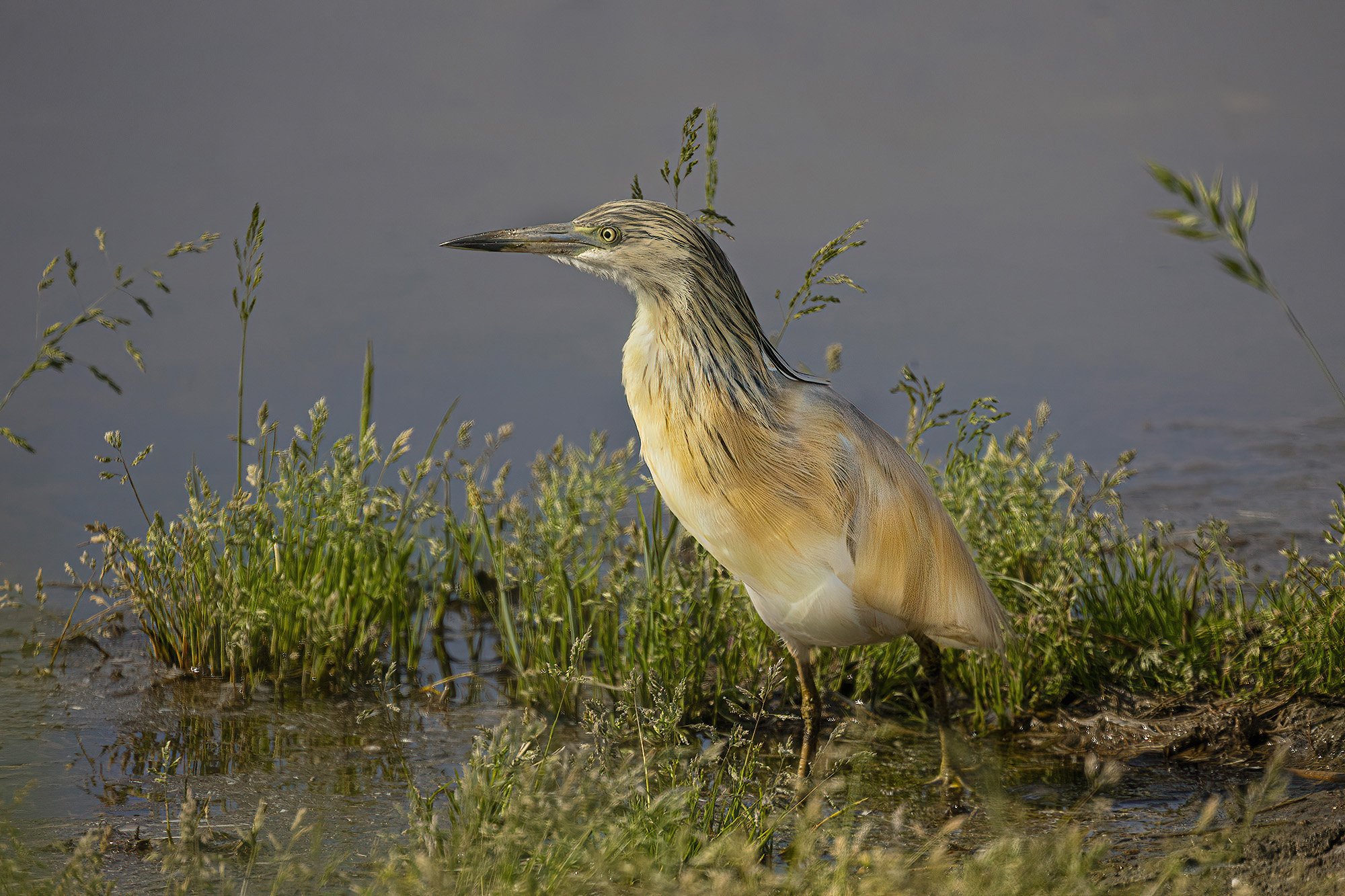 sfumature di ocra e panna, sgarza ciuffetto